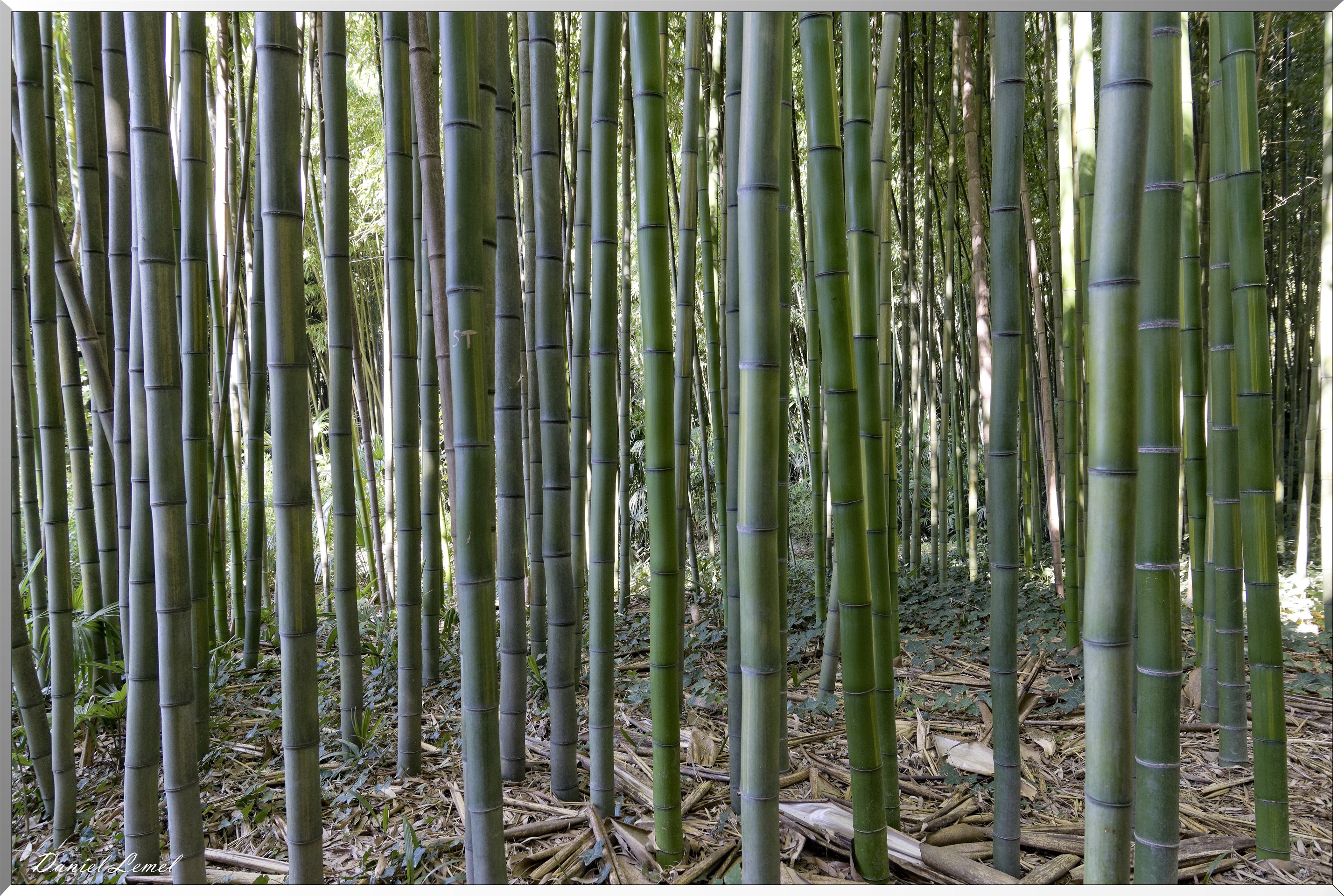 Bambous géants