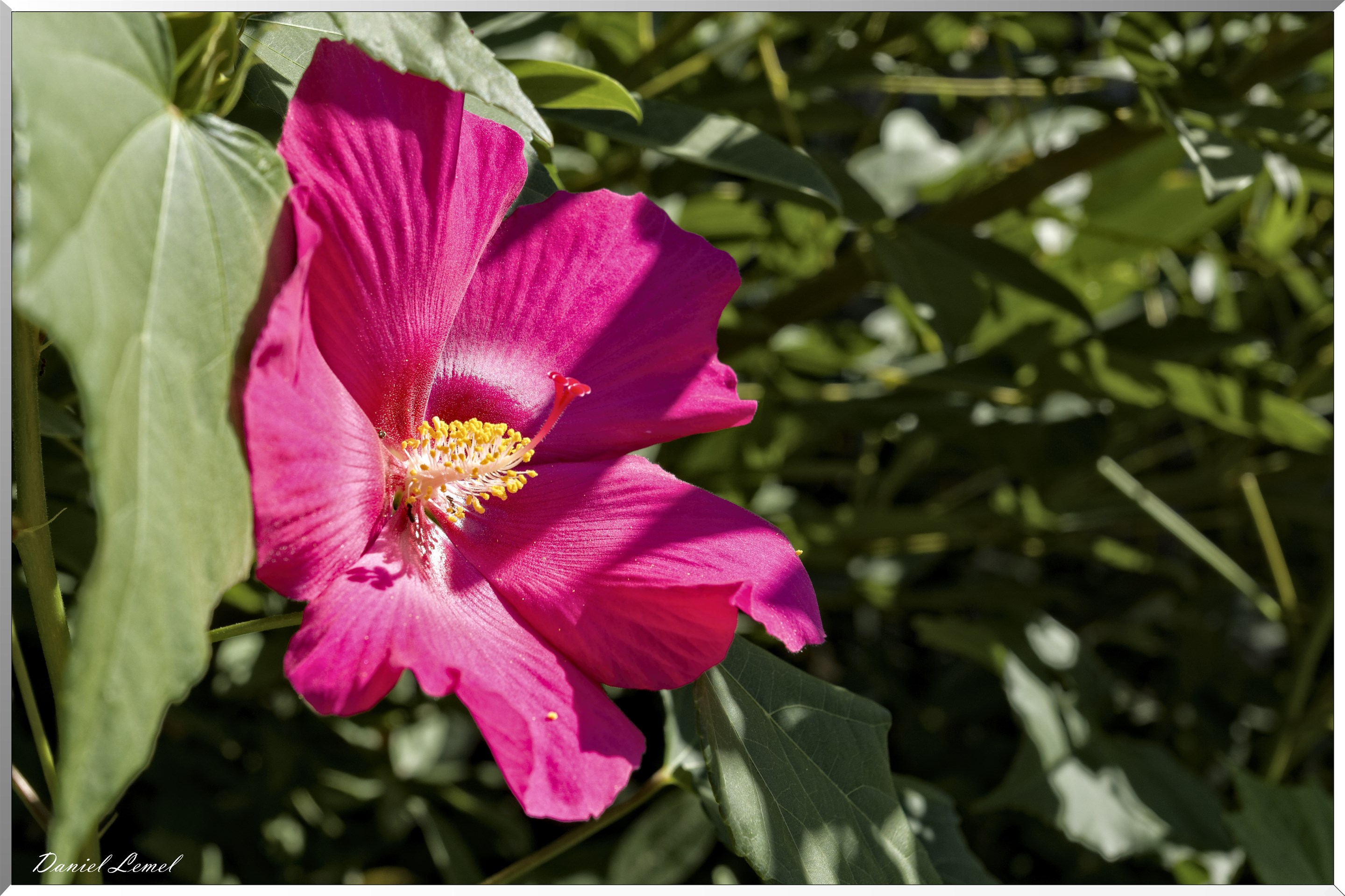 Fleur d'Ibiscus