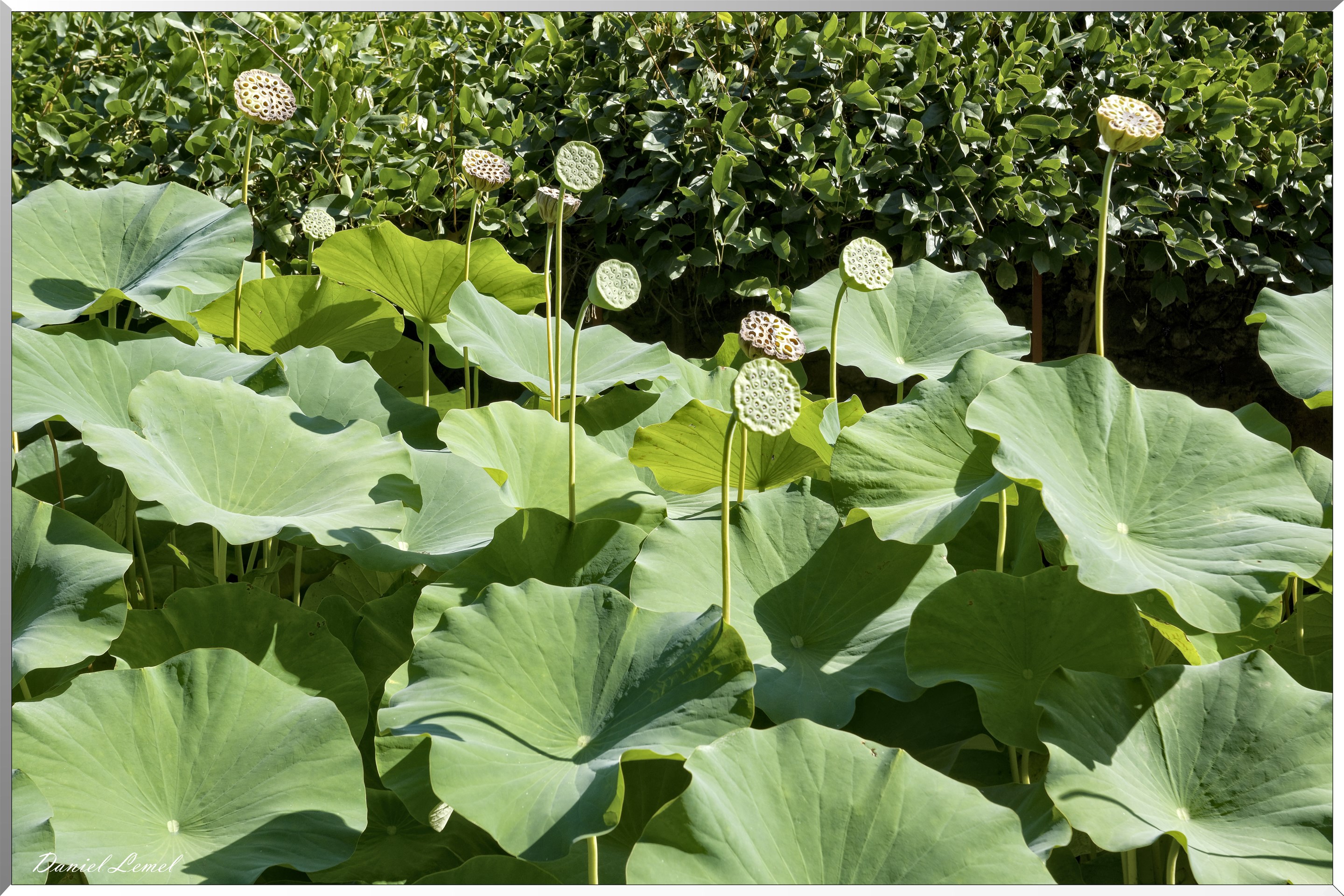 Lotus