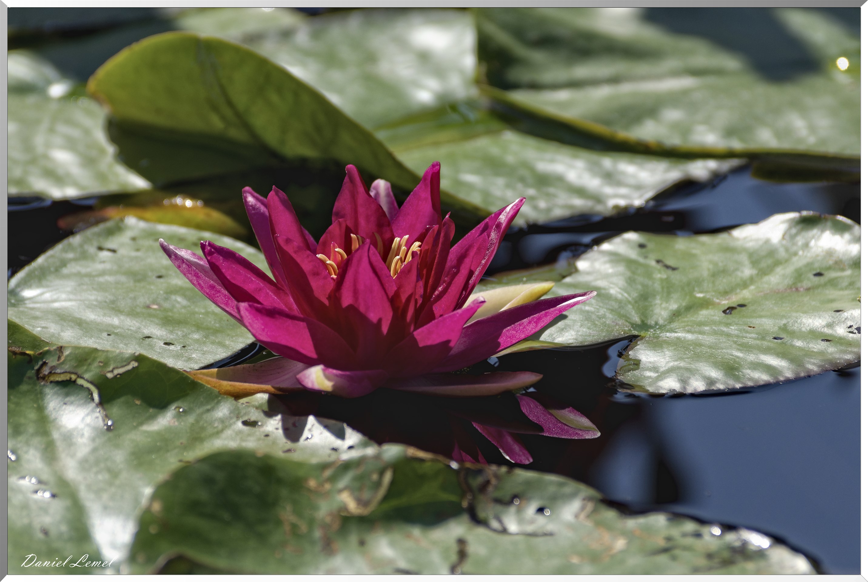 Nénuphar