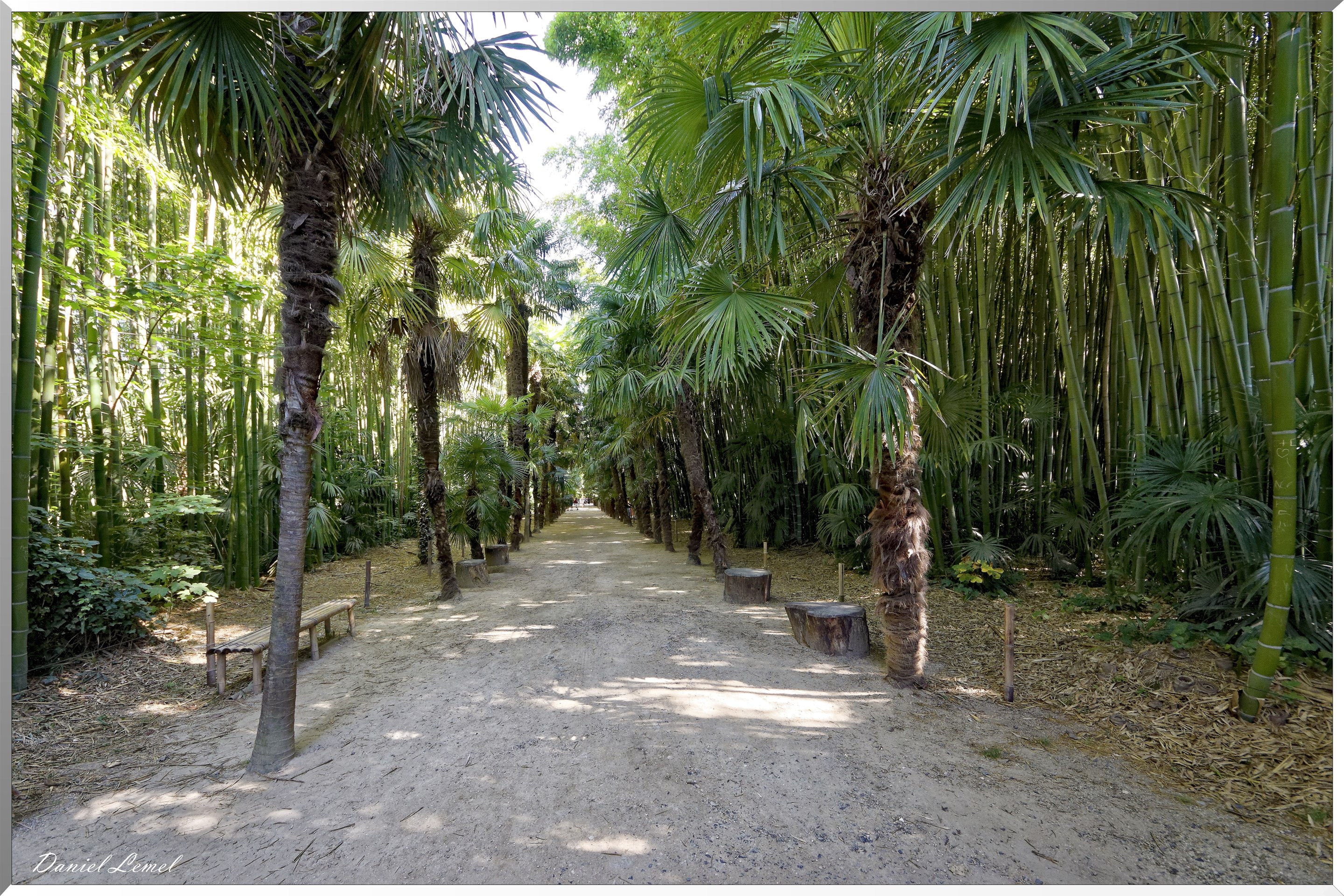 Allée des palmiers