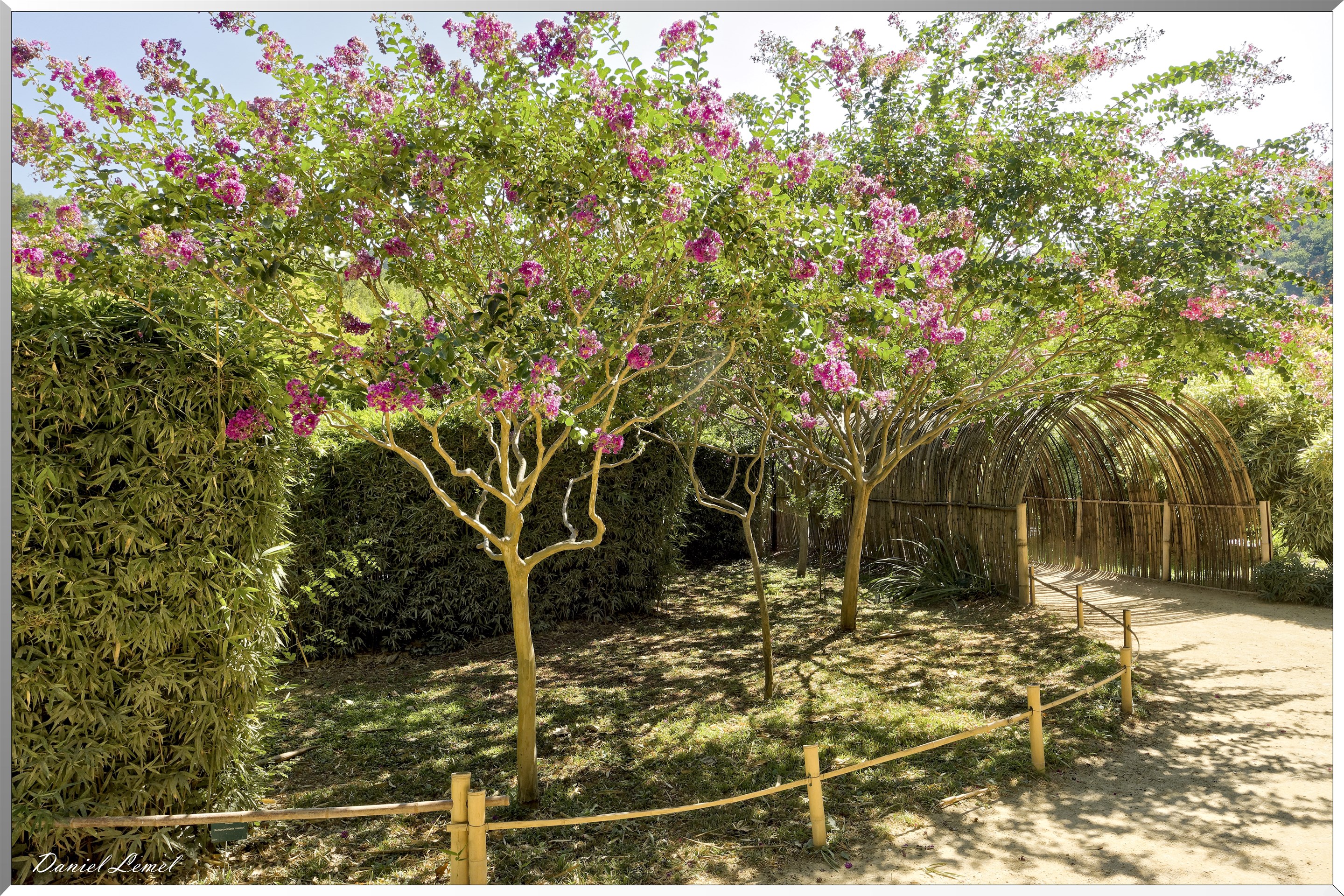Arbre en fleurs