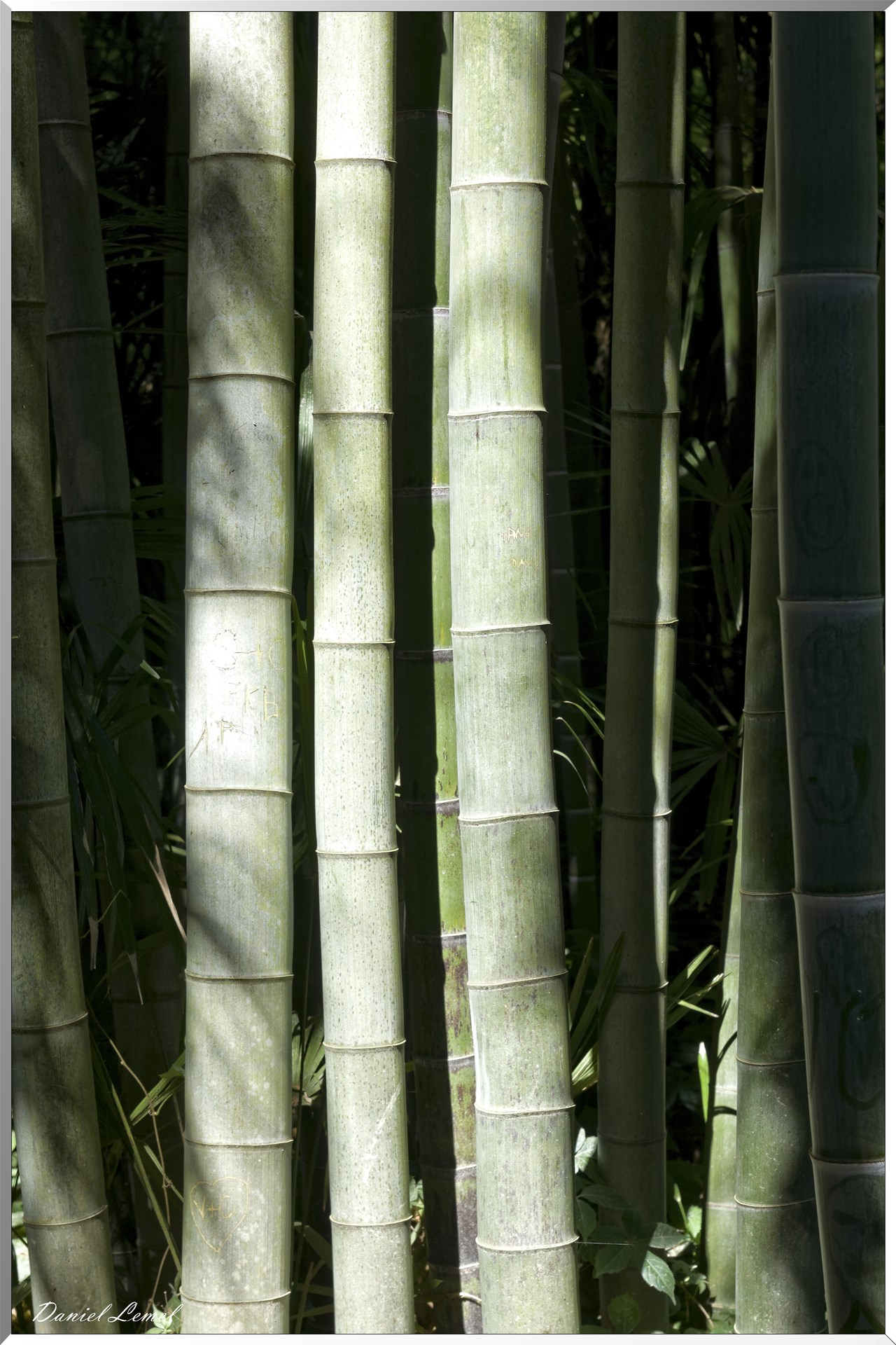 Bambou géant