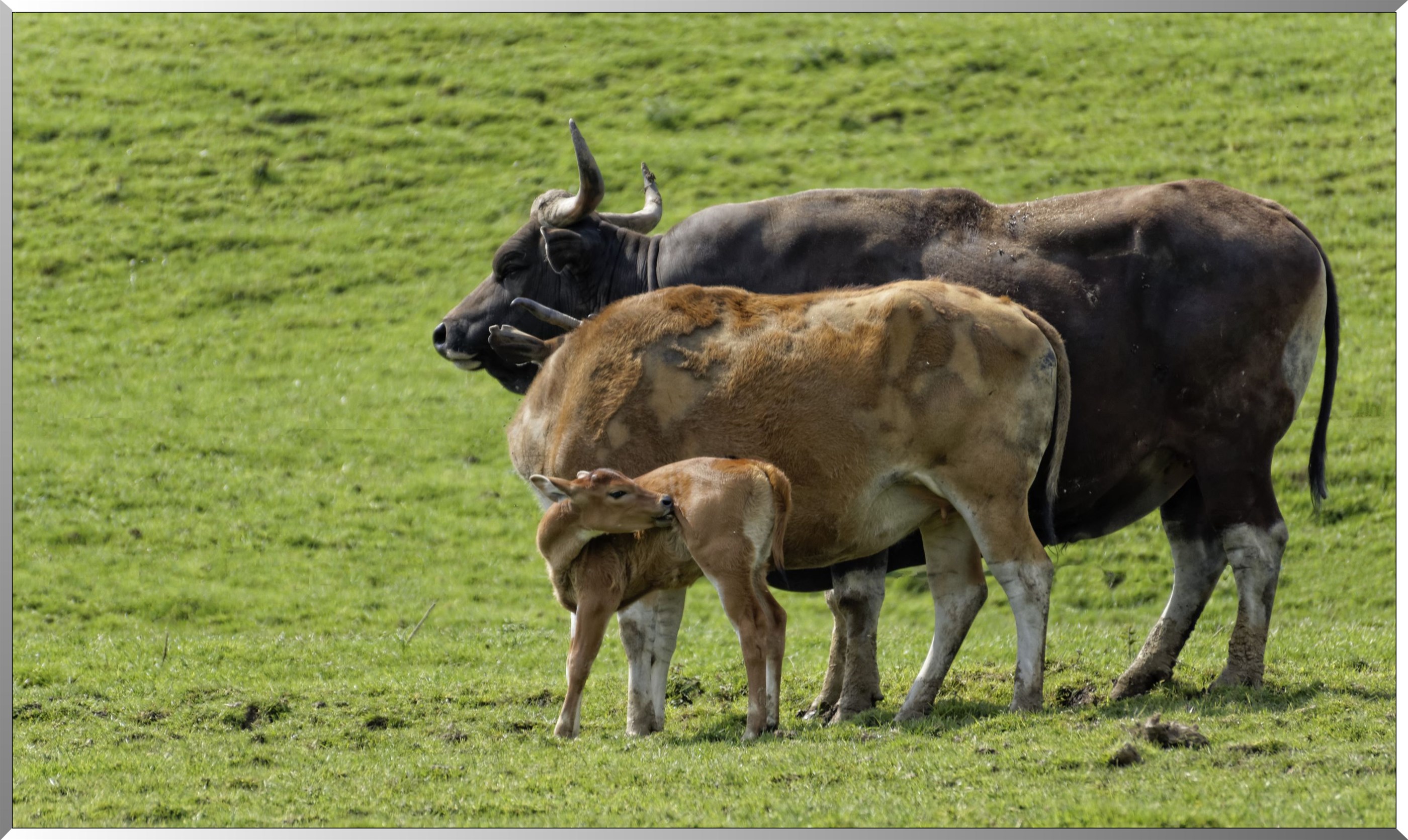 Bantengs