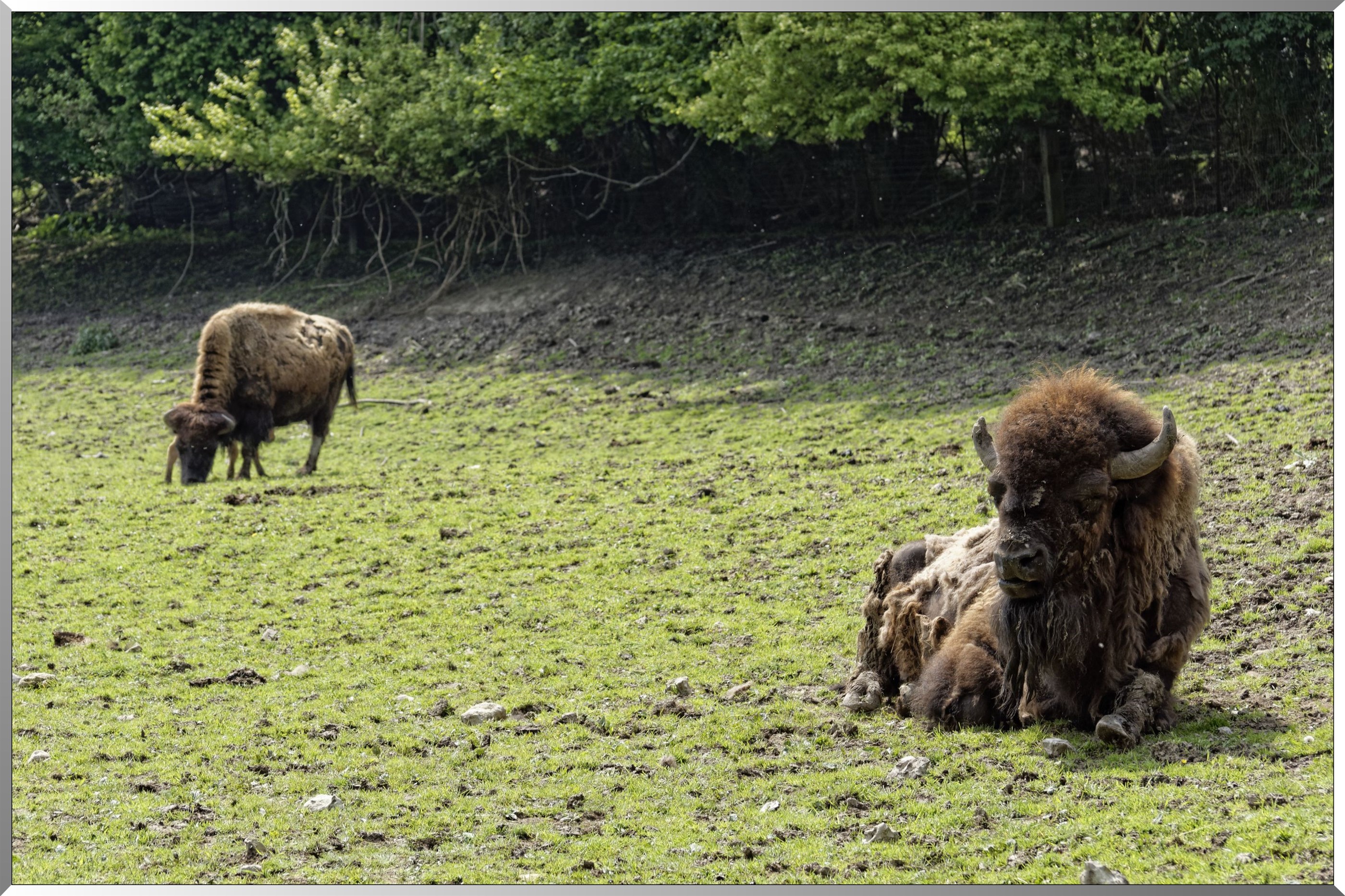 Bison