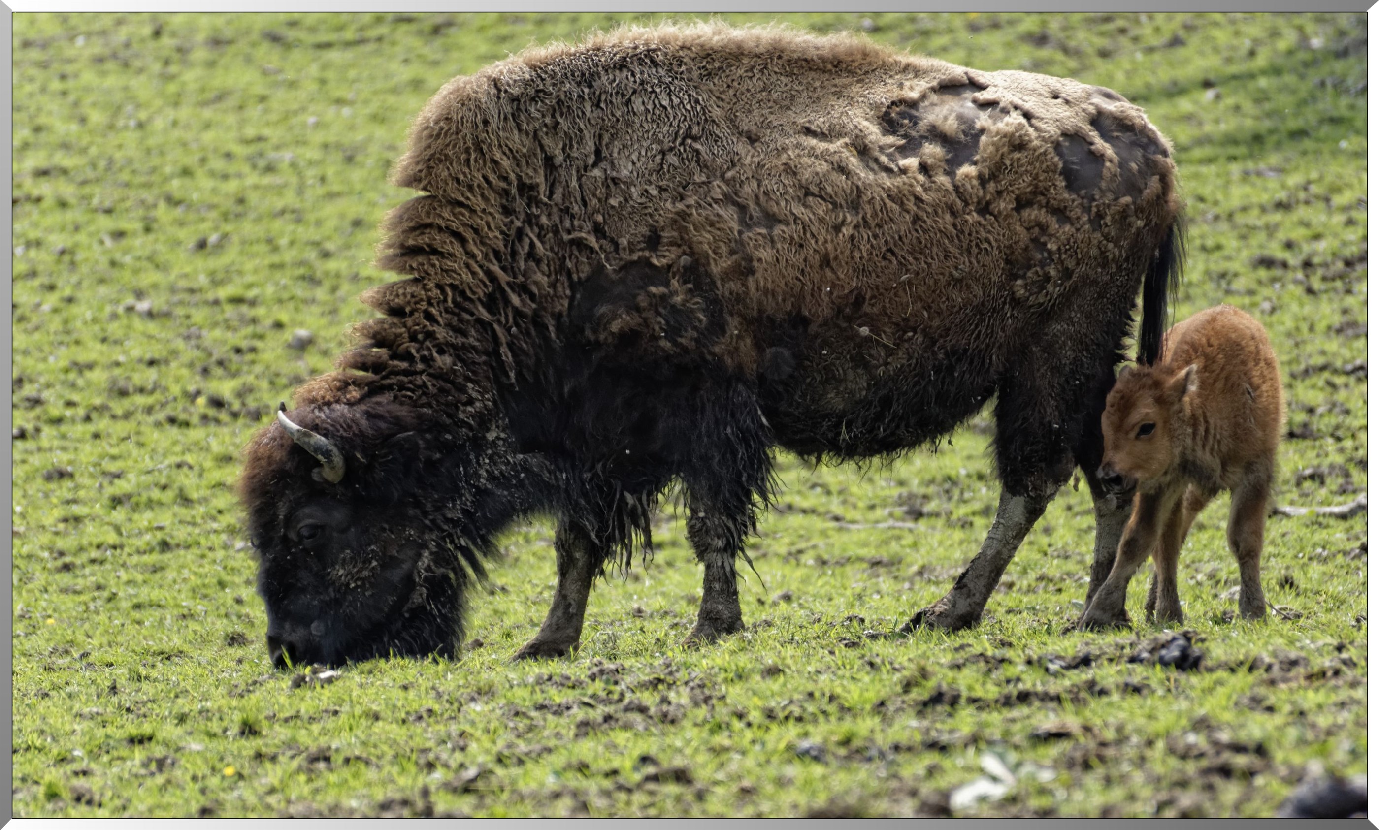 Bisons