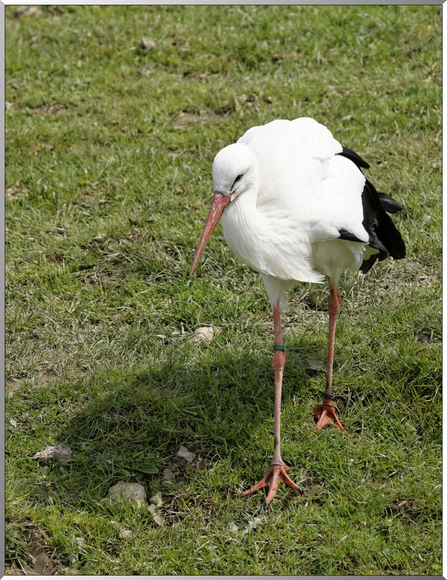 Cigogne