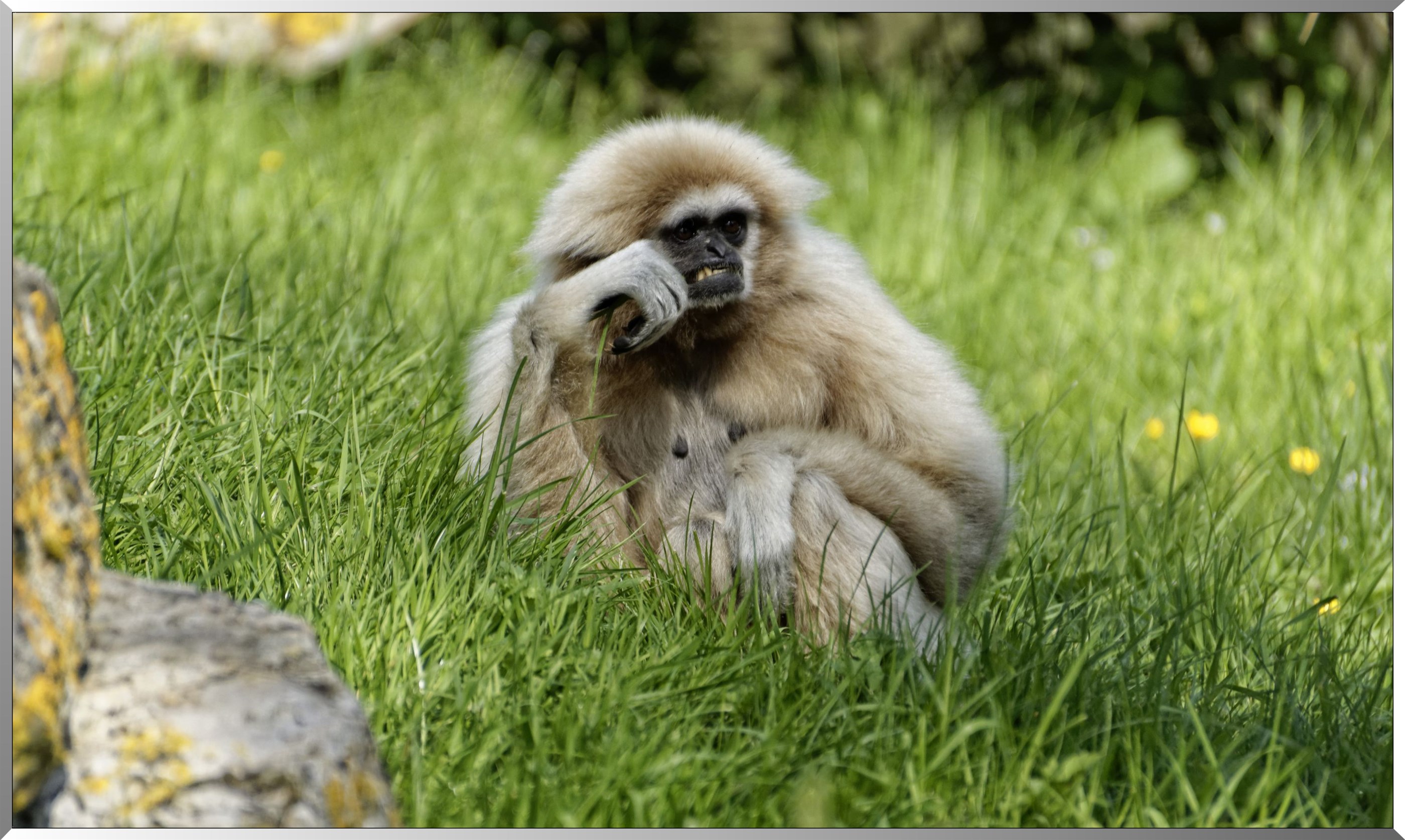 Gibbon à favoris blancs du Nord
