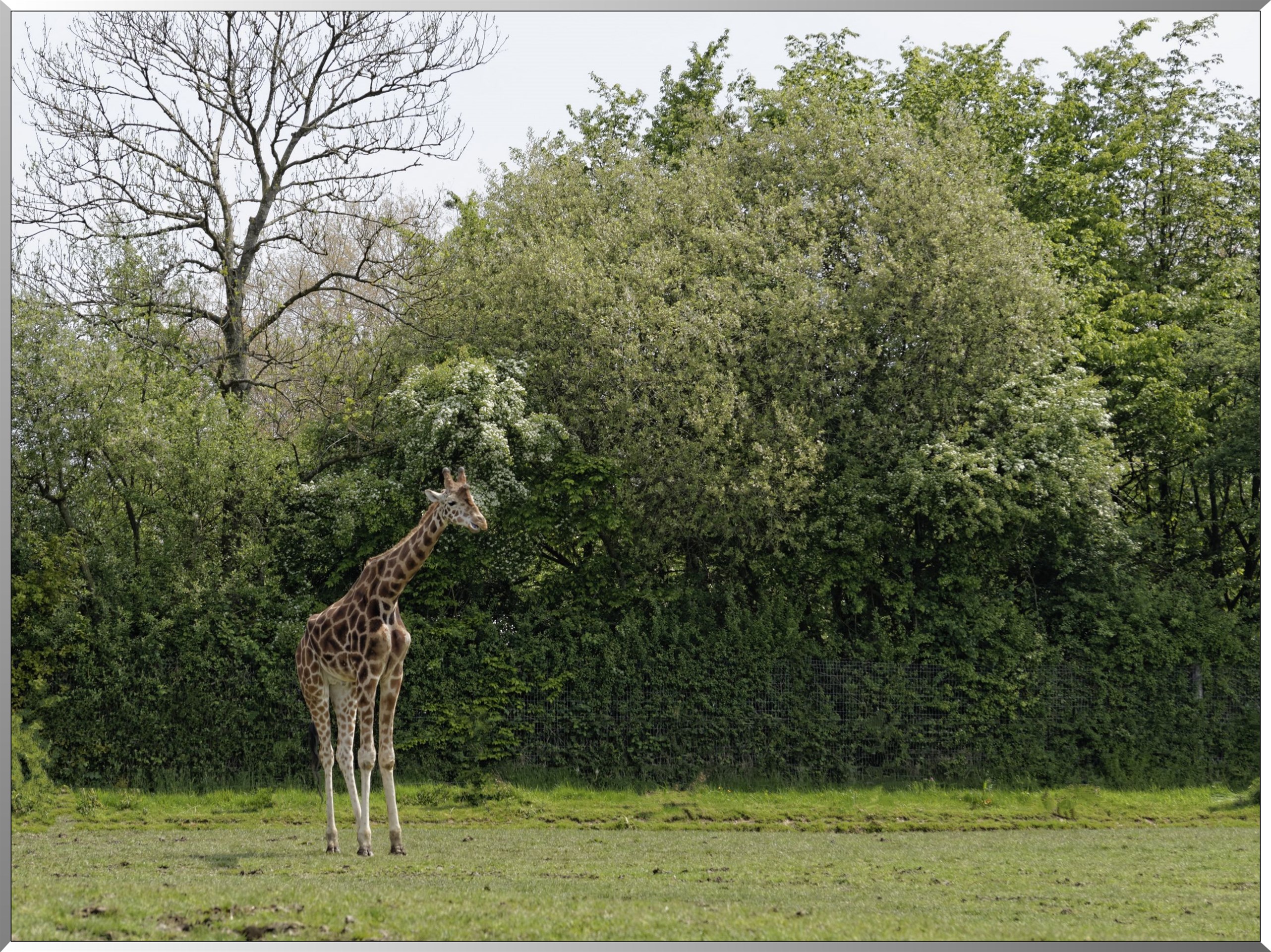 Girafes