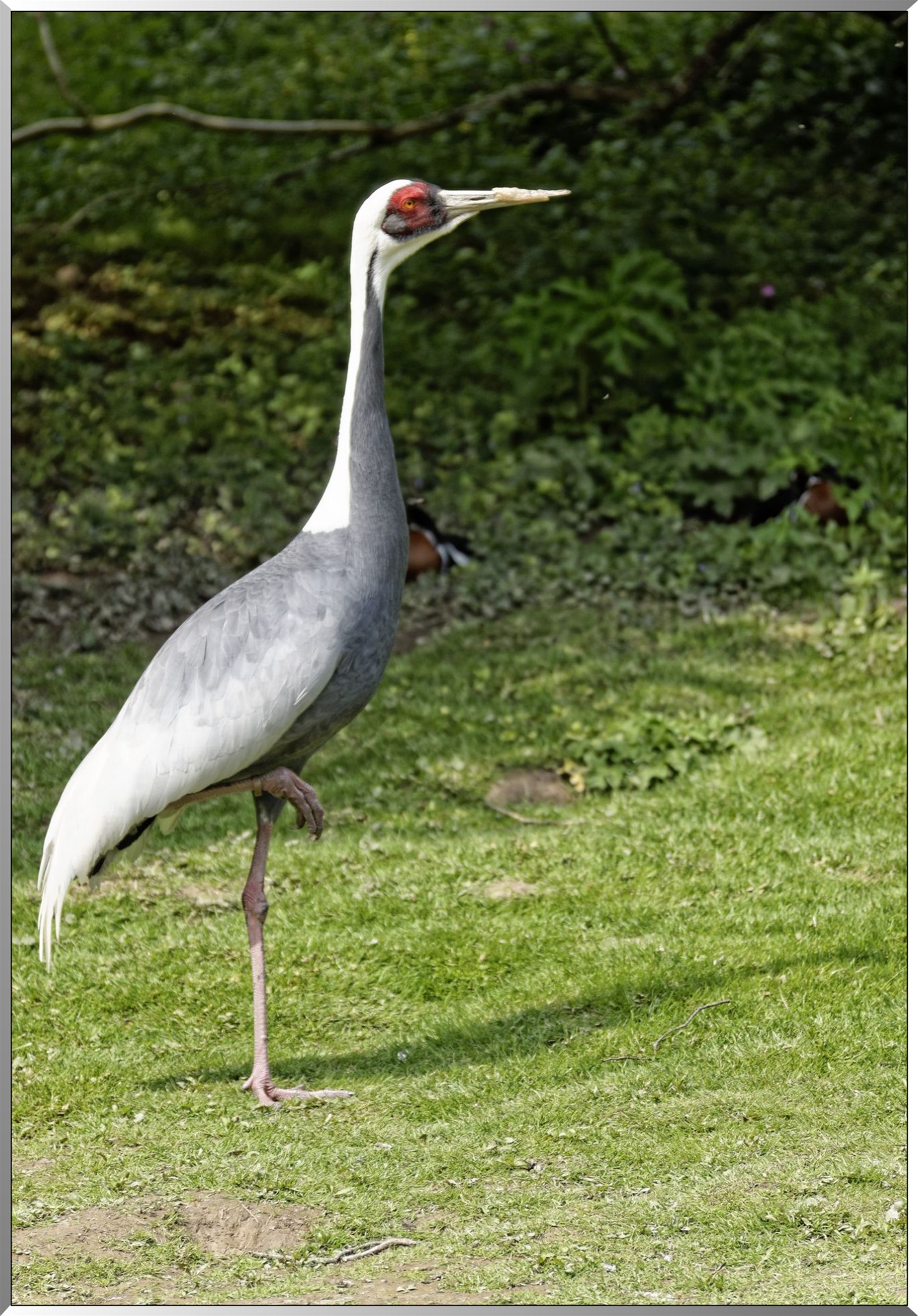 Grue à cou blanc