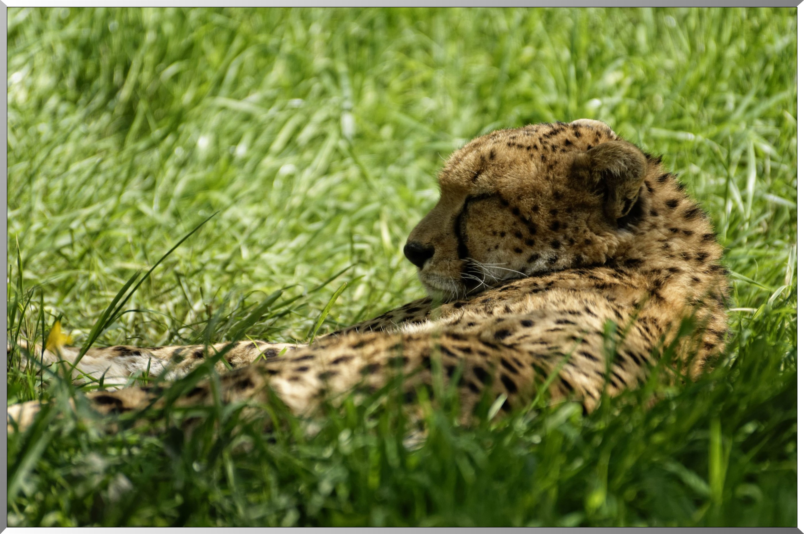 Guépard du nord