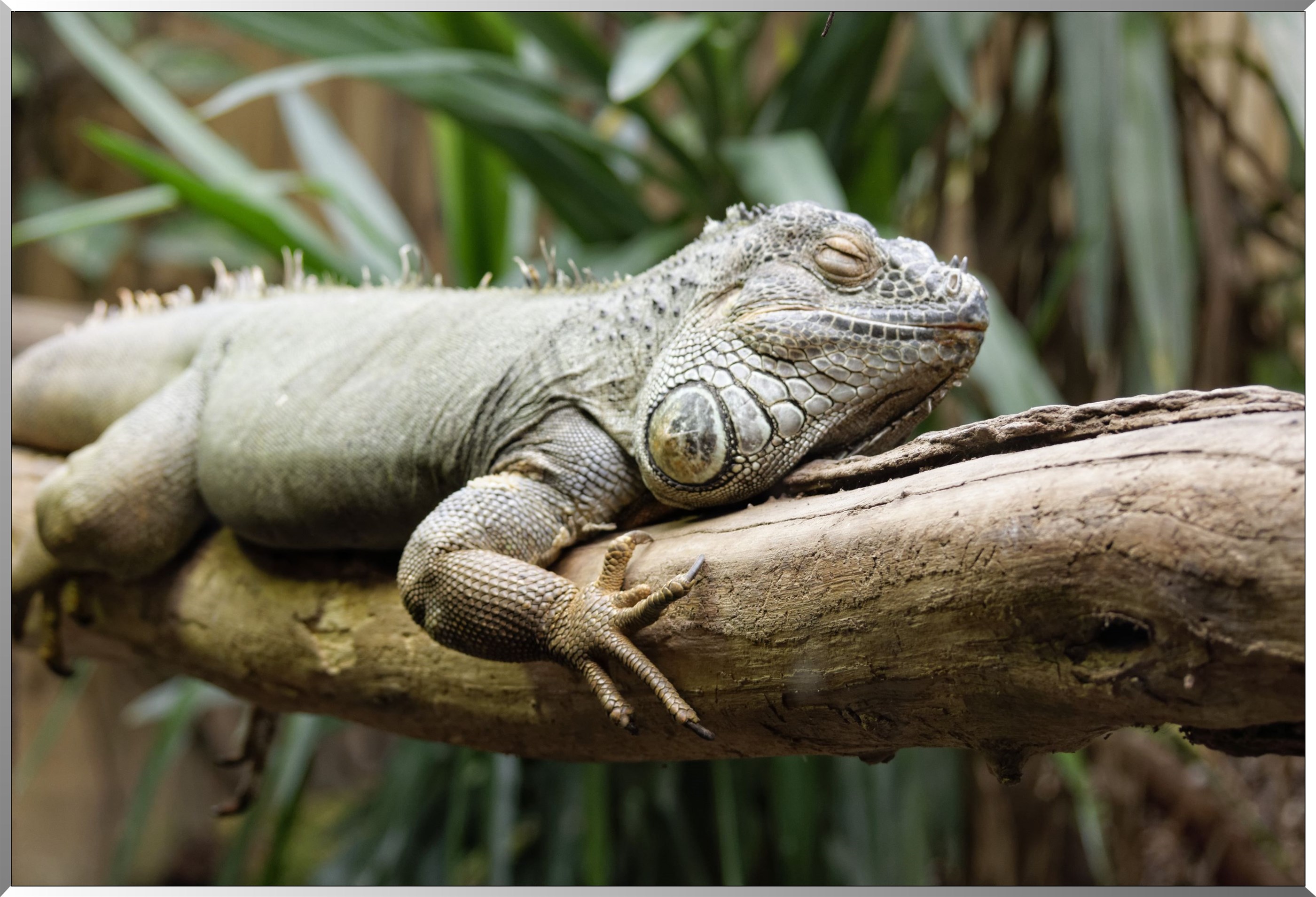 Iguanes