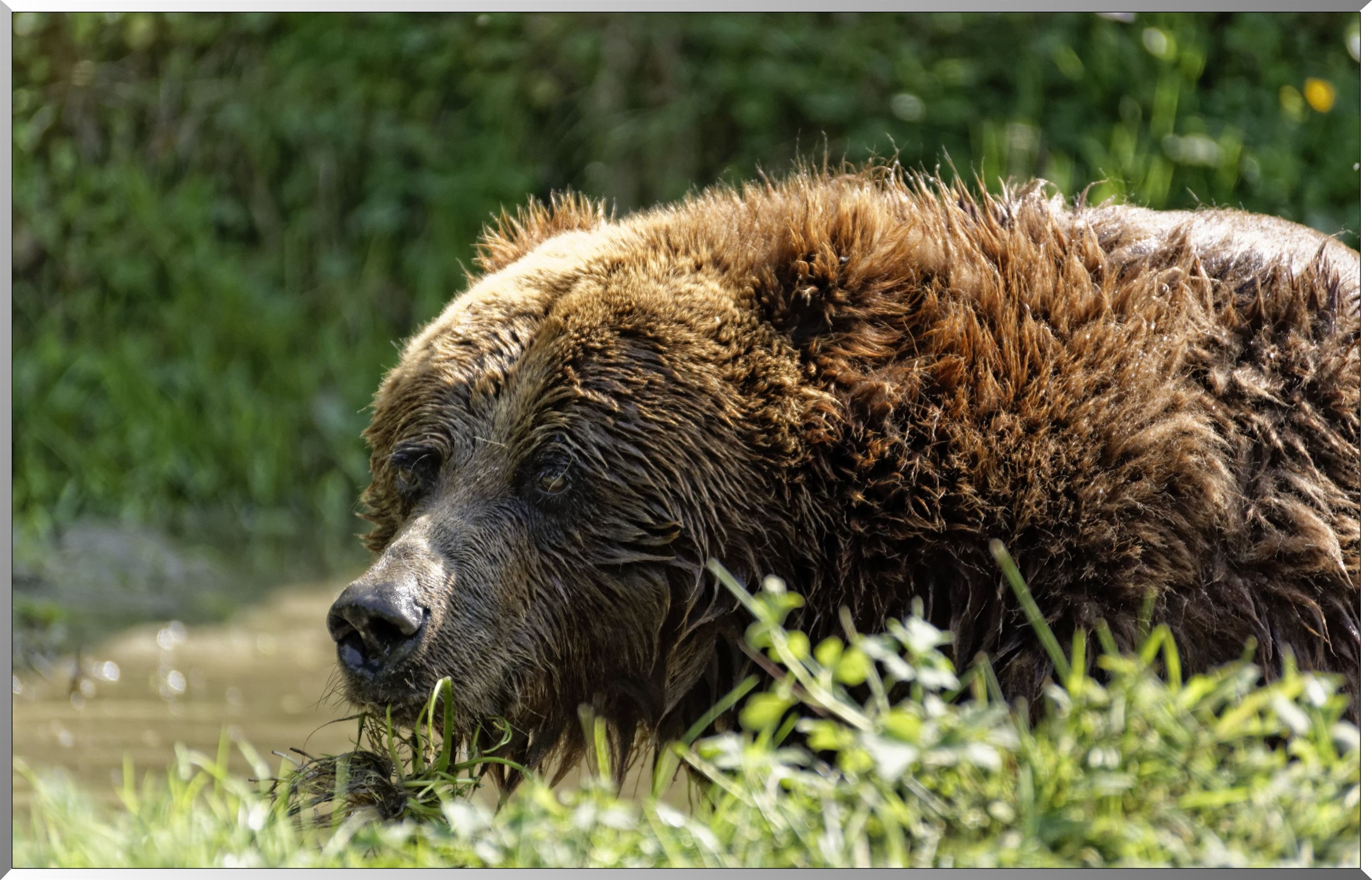 Ours brun