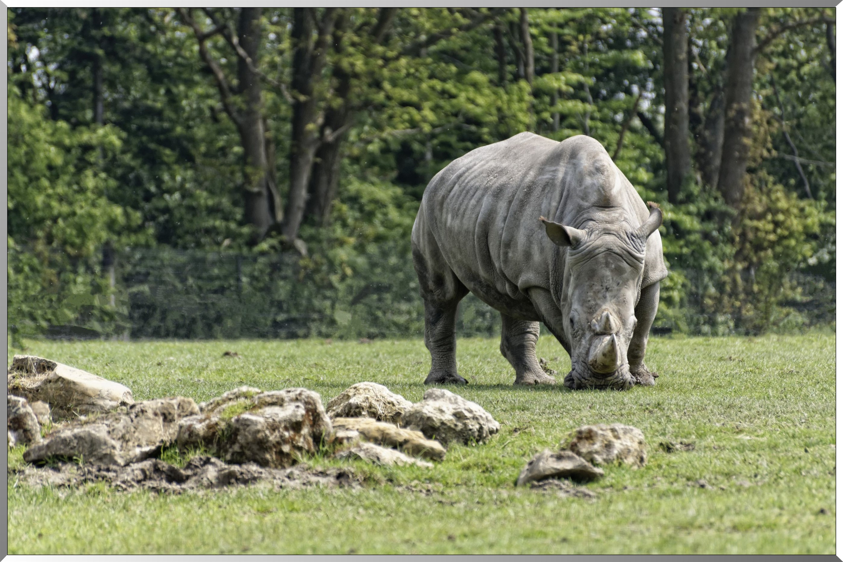 Rhinocéros blanc