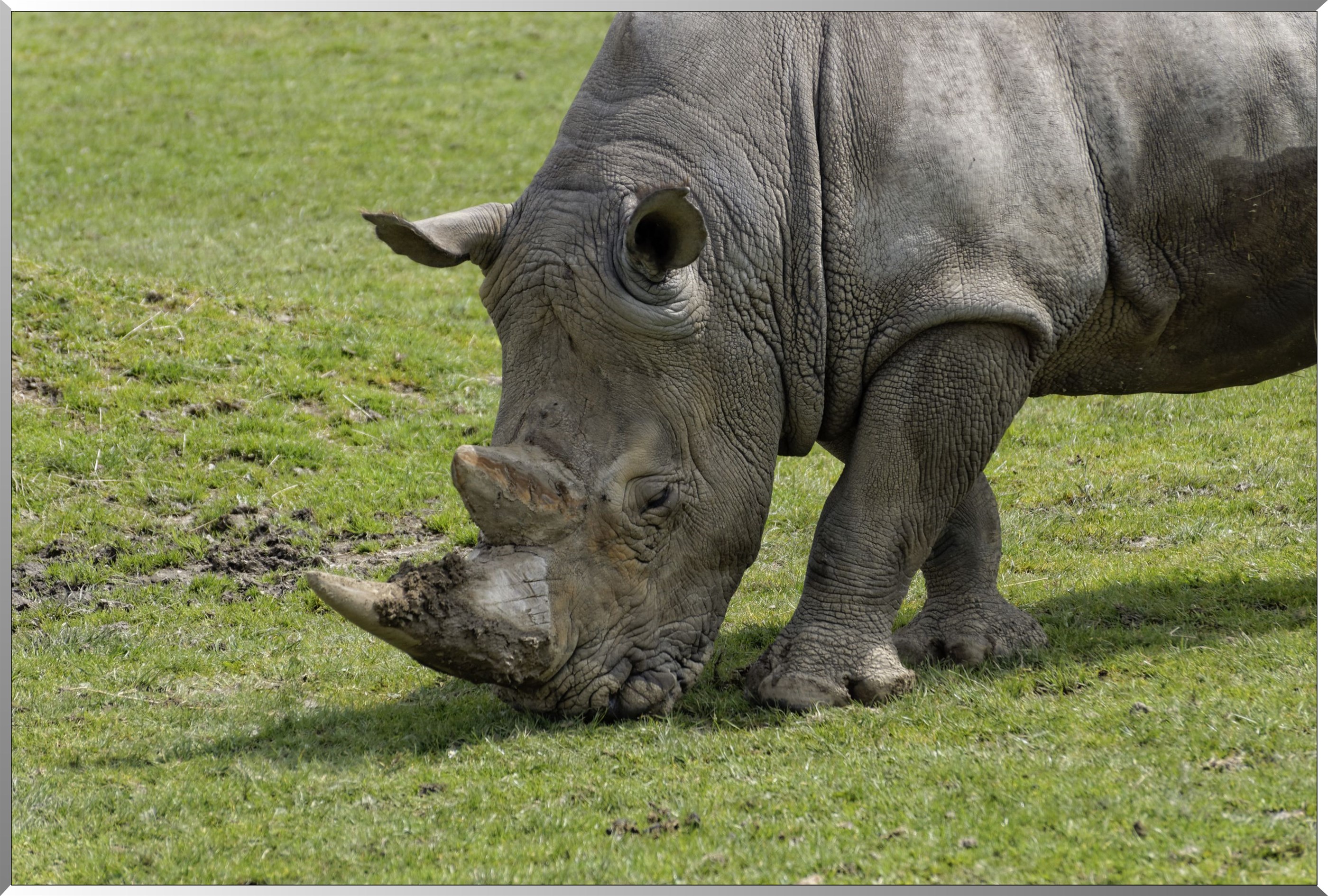 Rhinocéros blanc