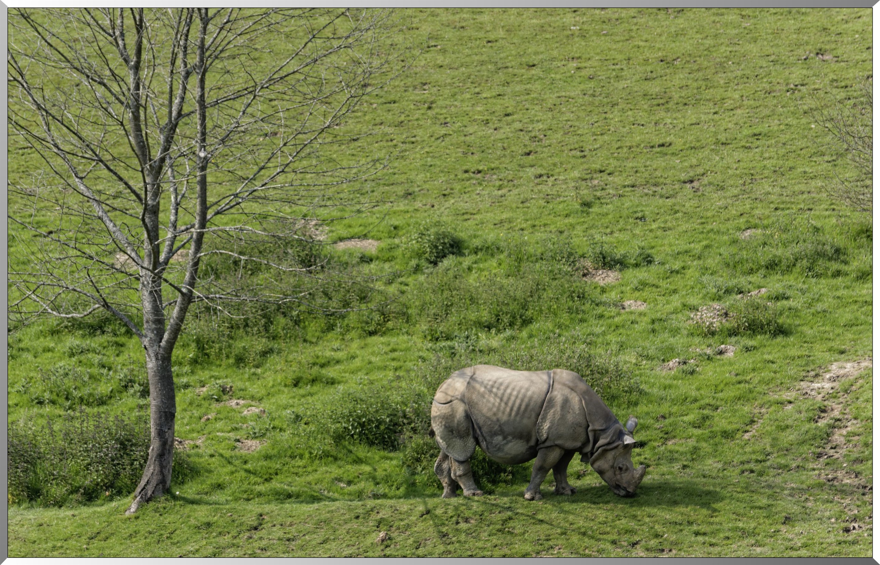 Rhinocéros blanc