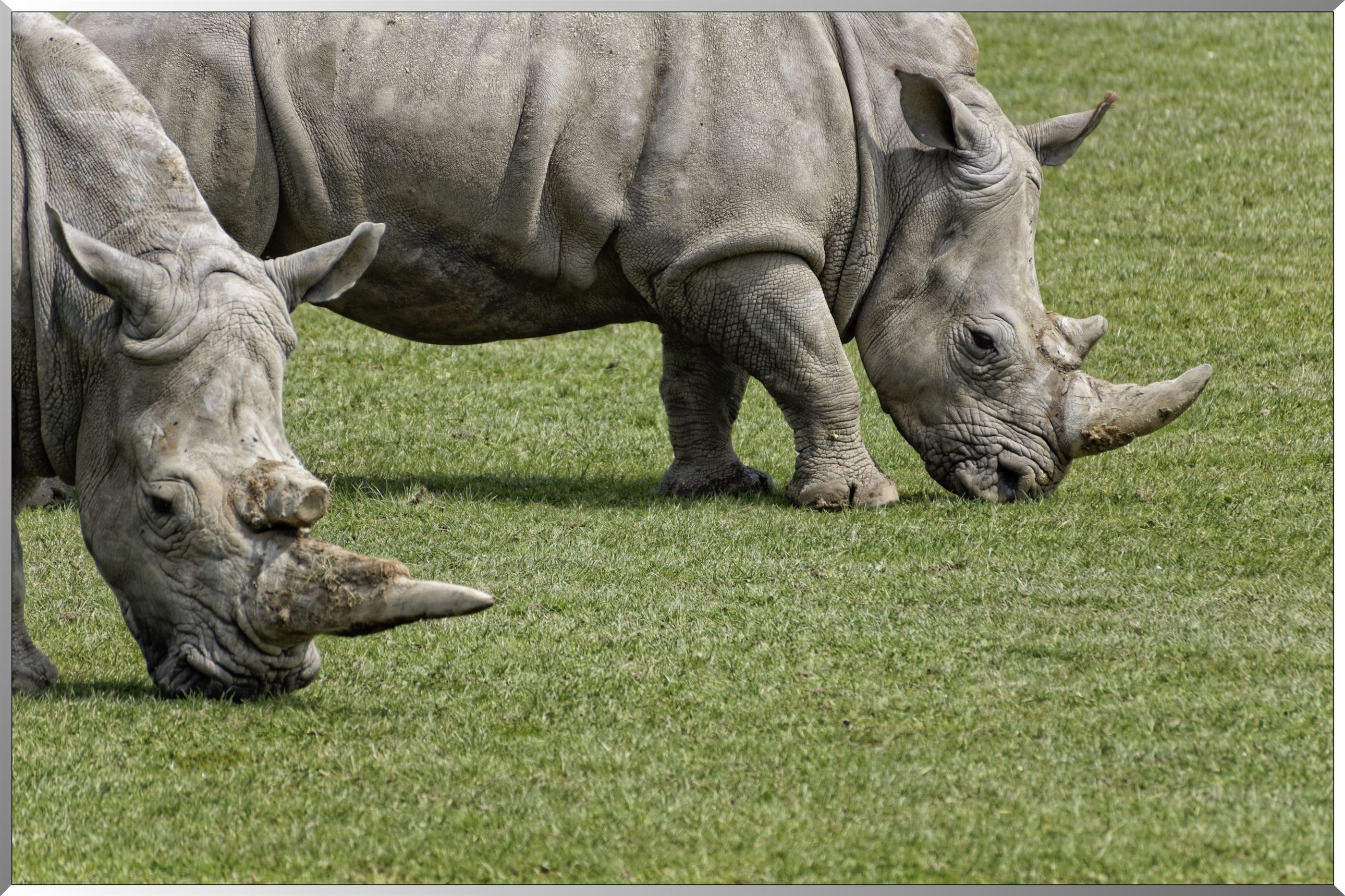 Rhinocéros blanc
