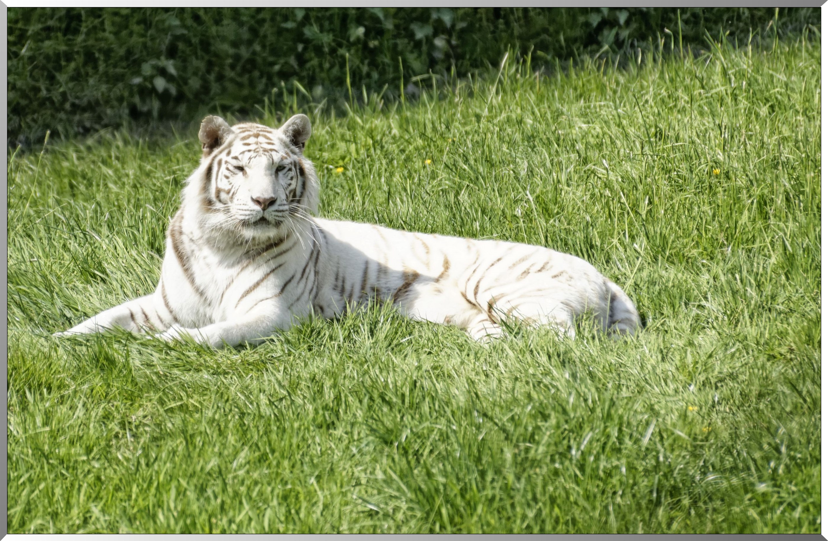 Tigre blanc