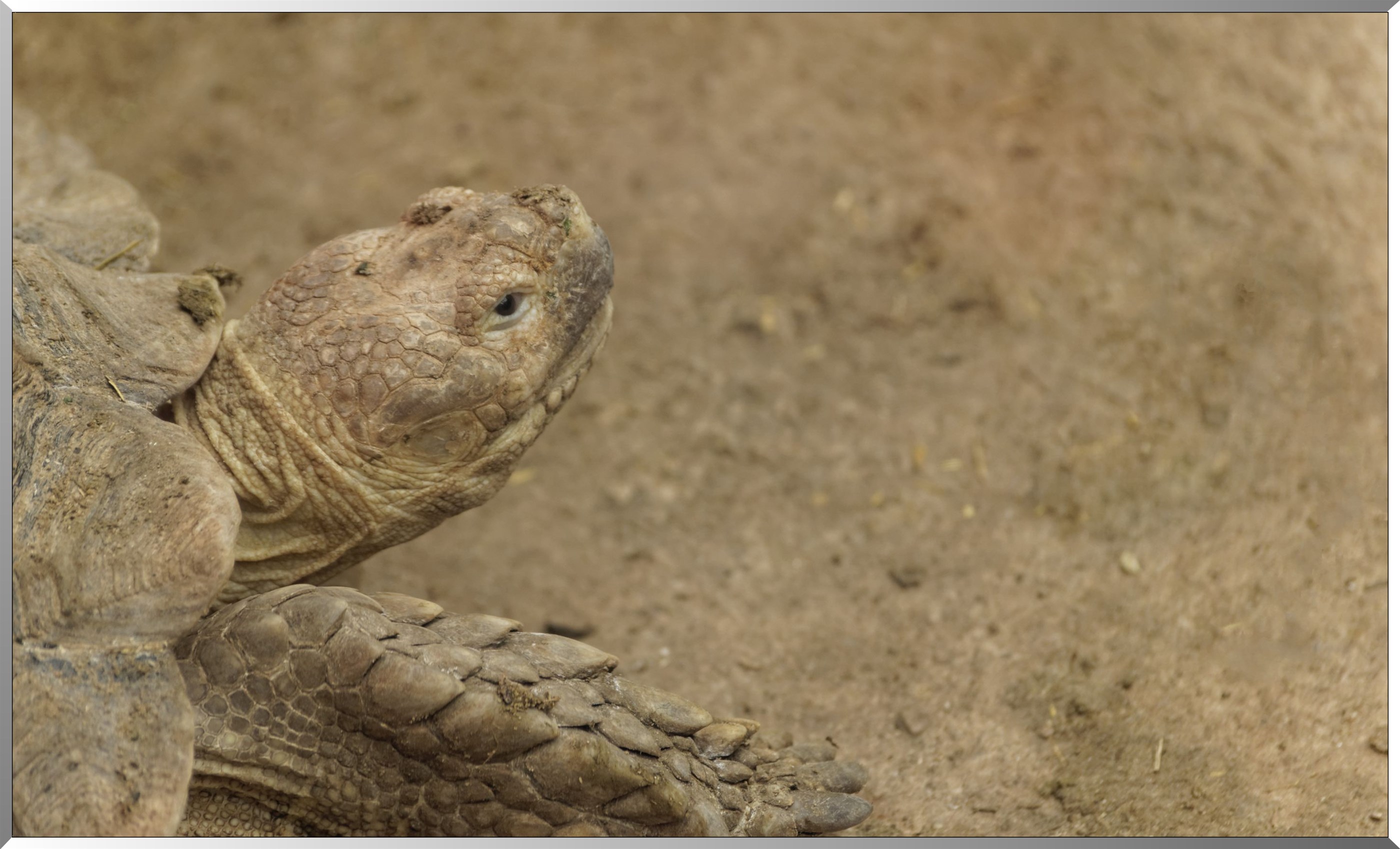 Tortue