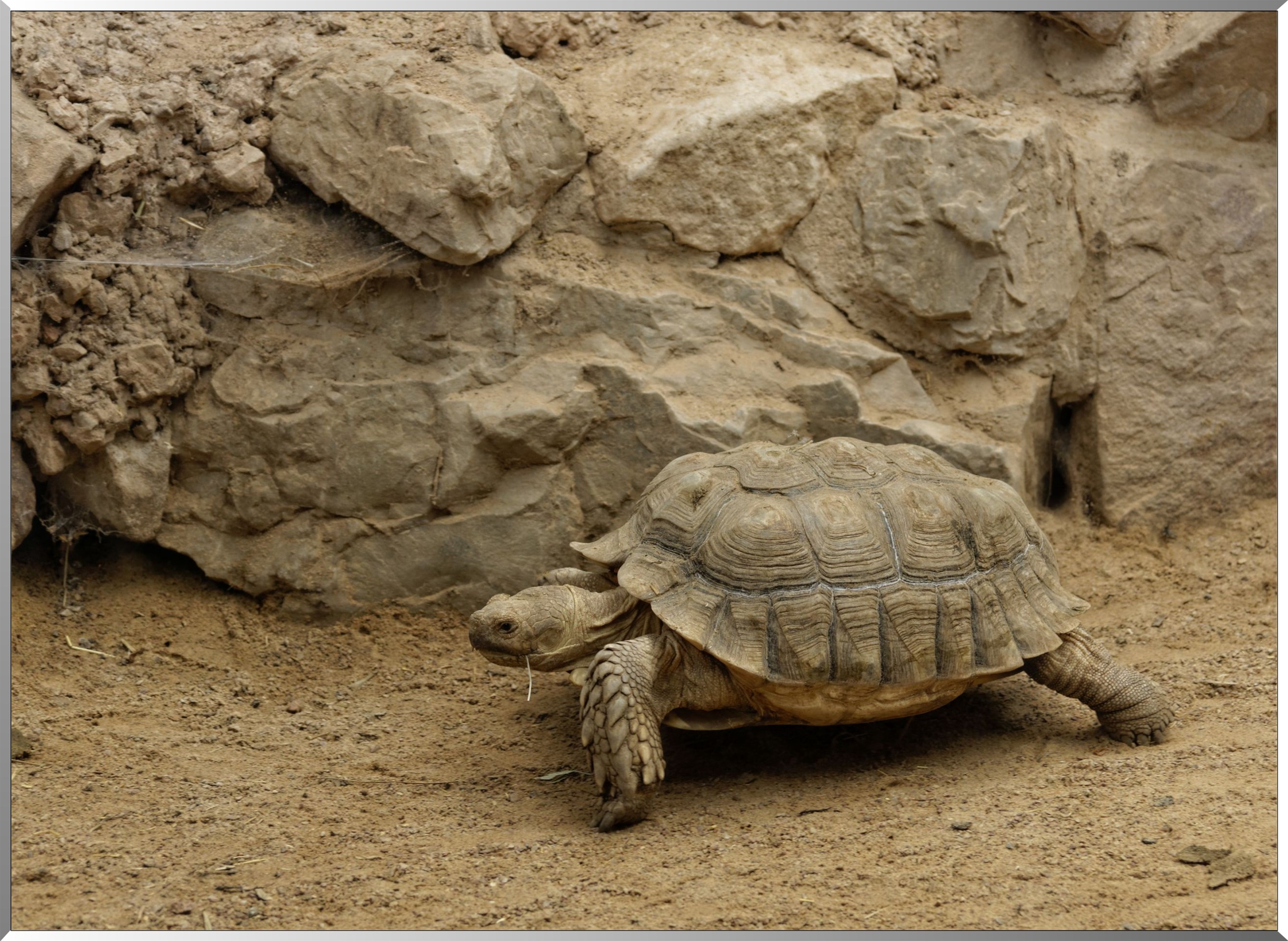 Tortue
