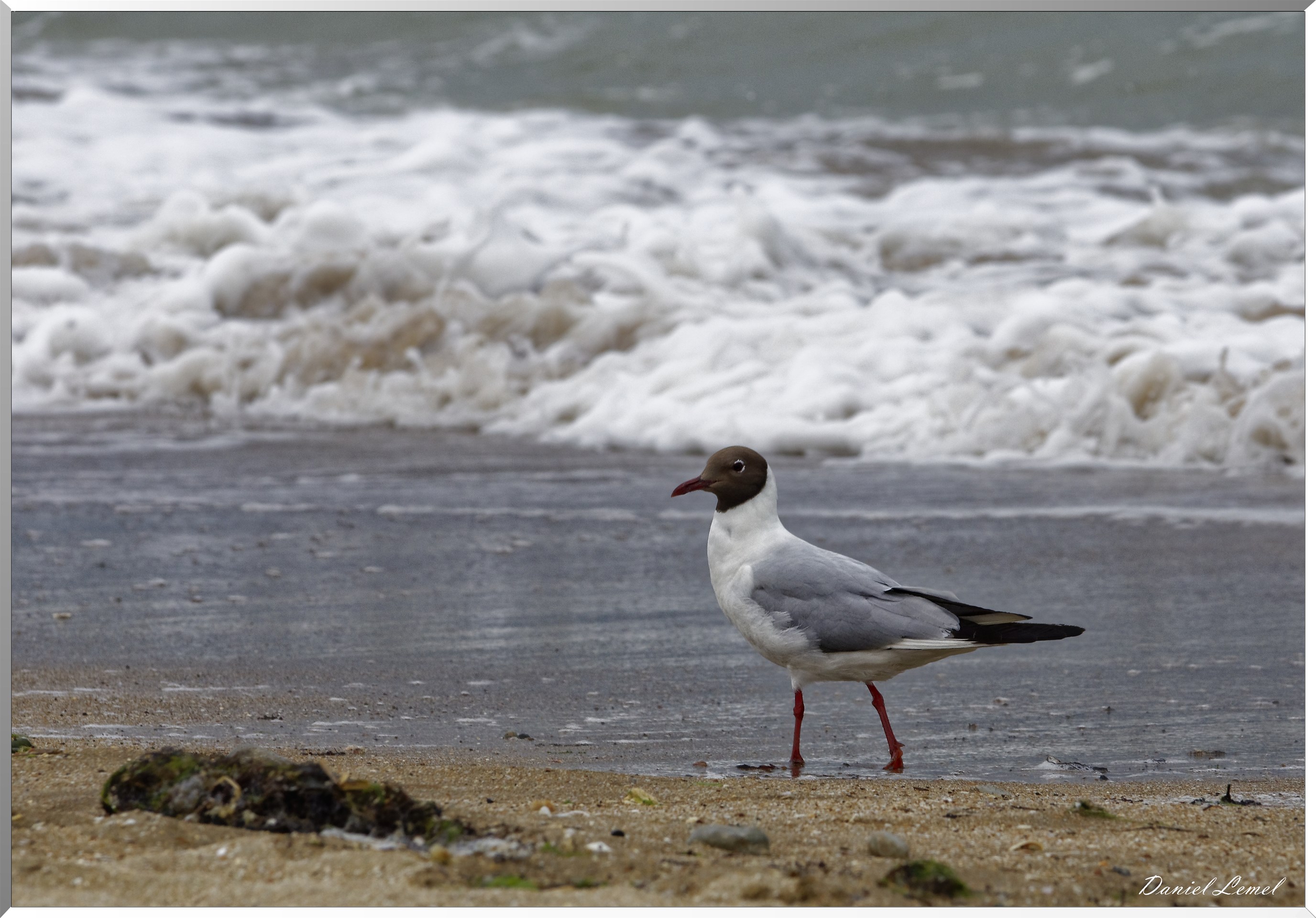 Mouette