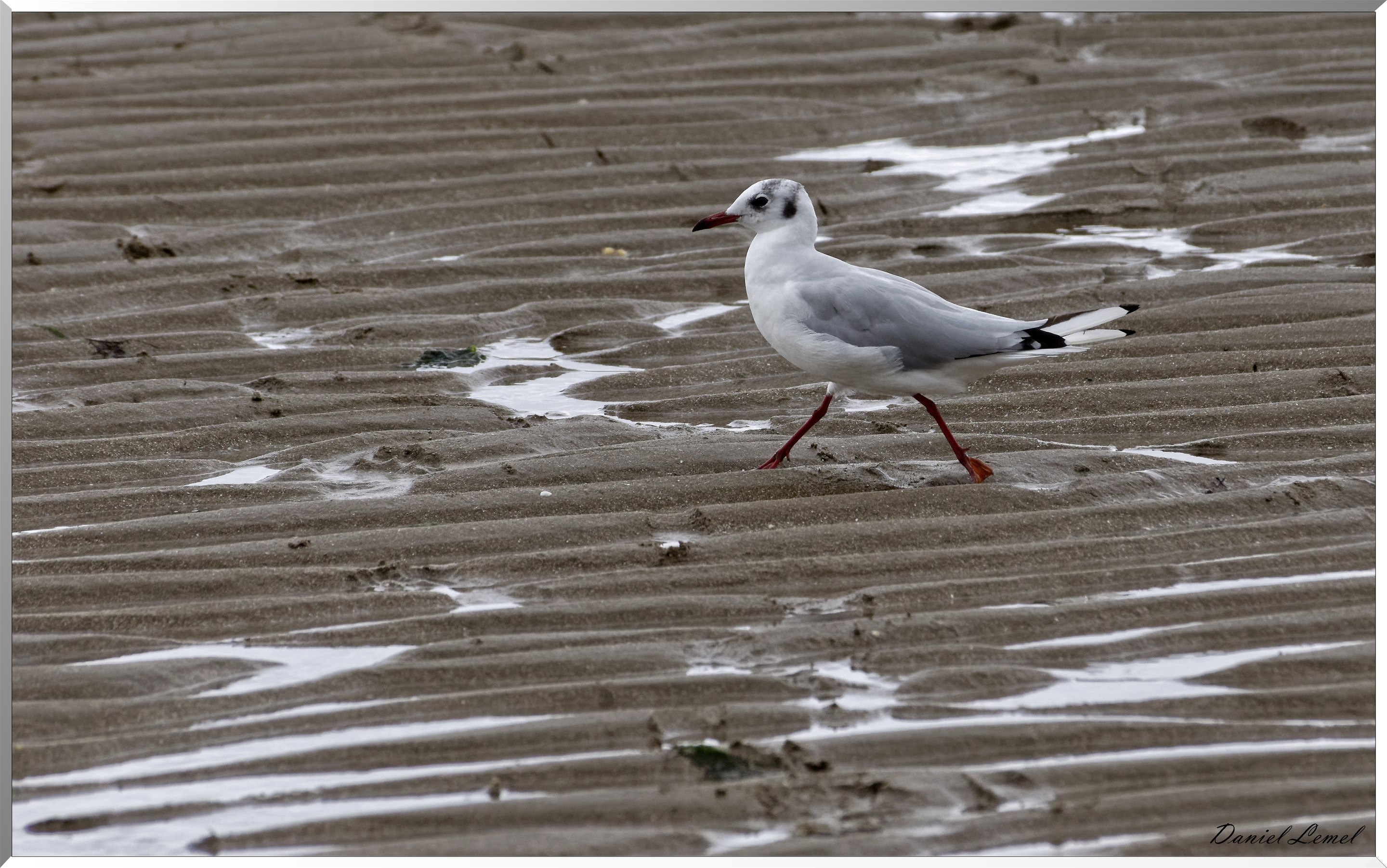 Mouette sur le sable