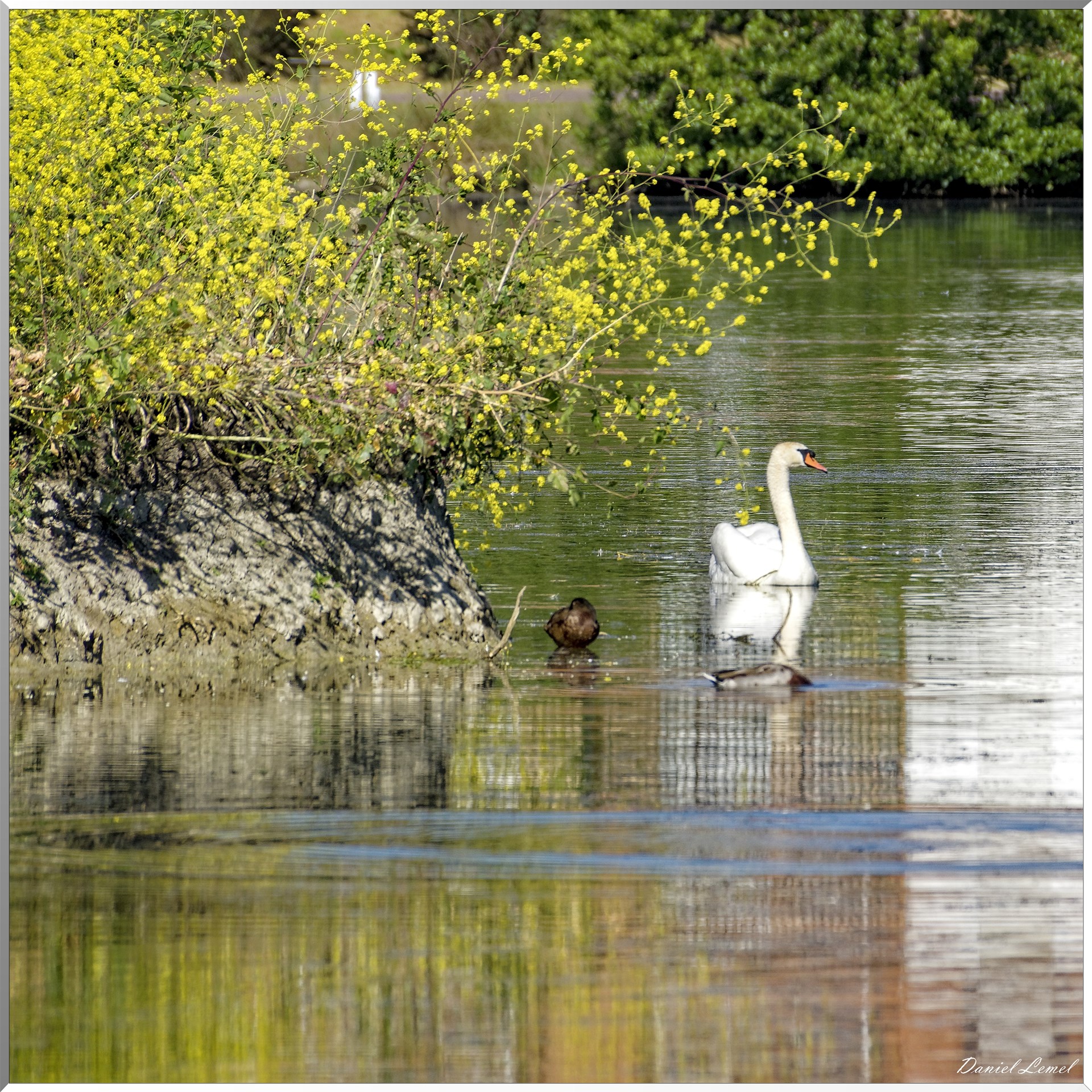 Cygne