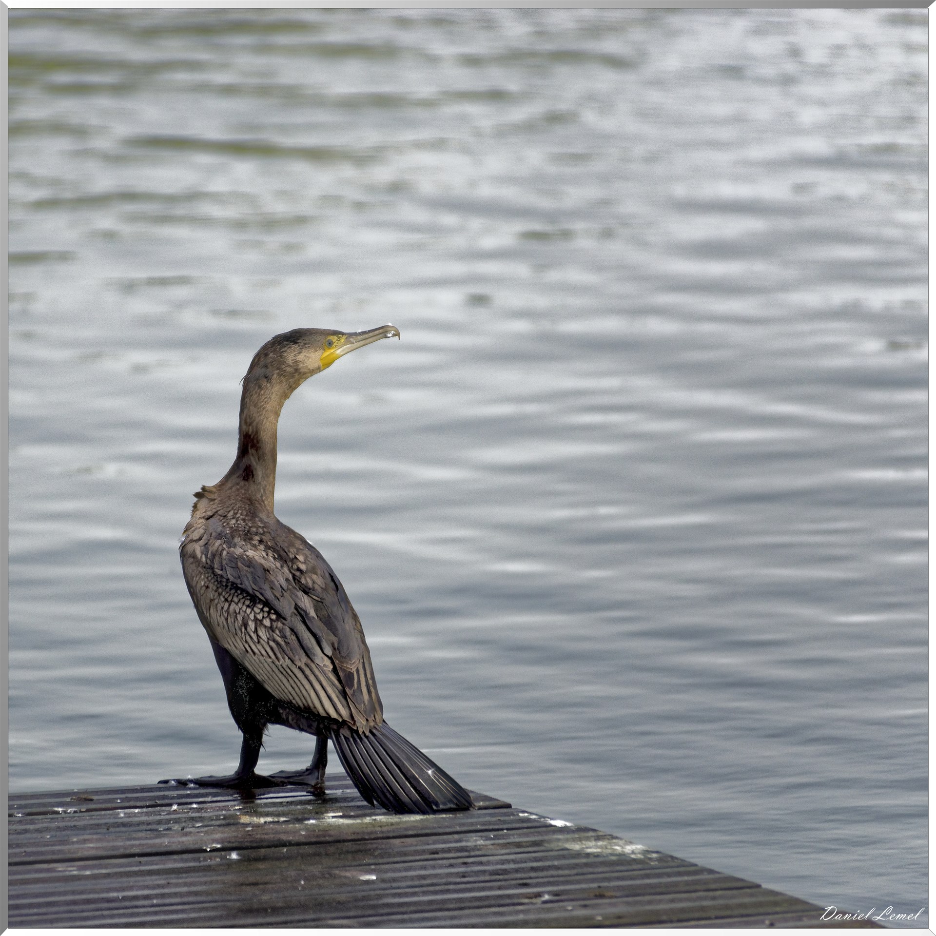 Cormoran