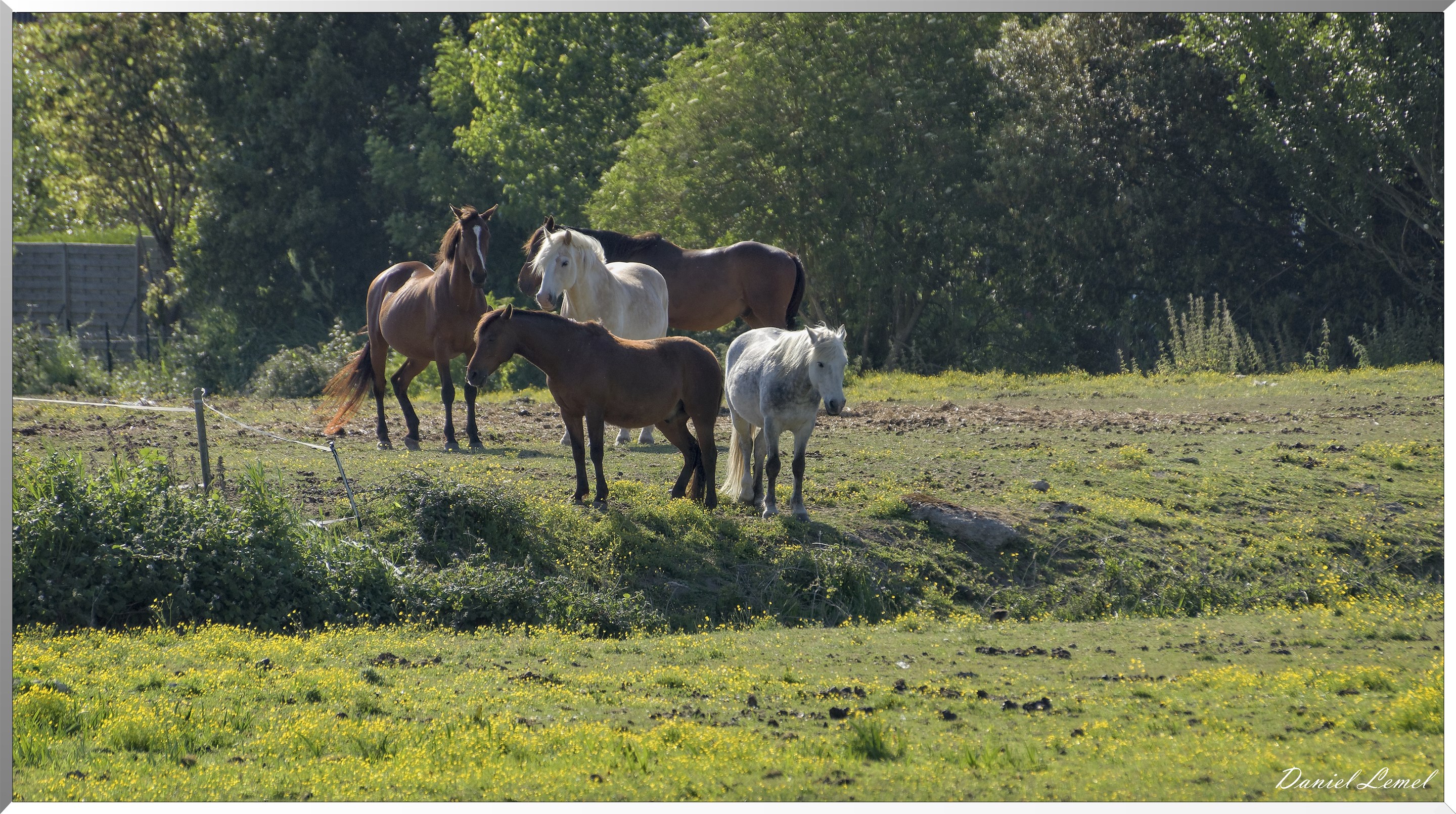 Chevaux