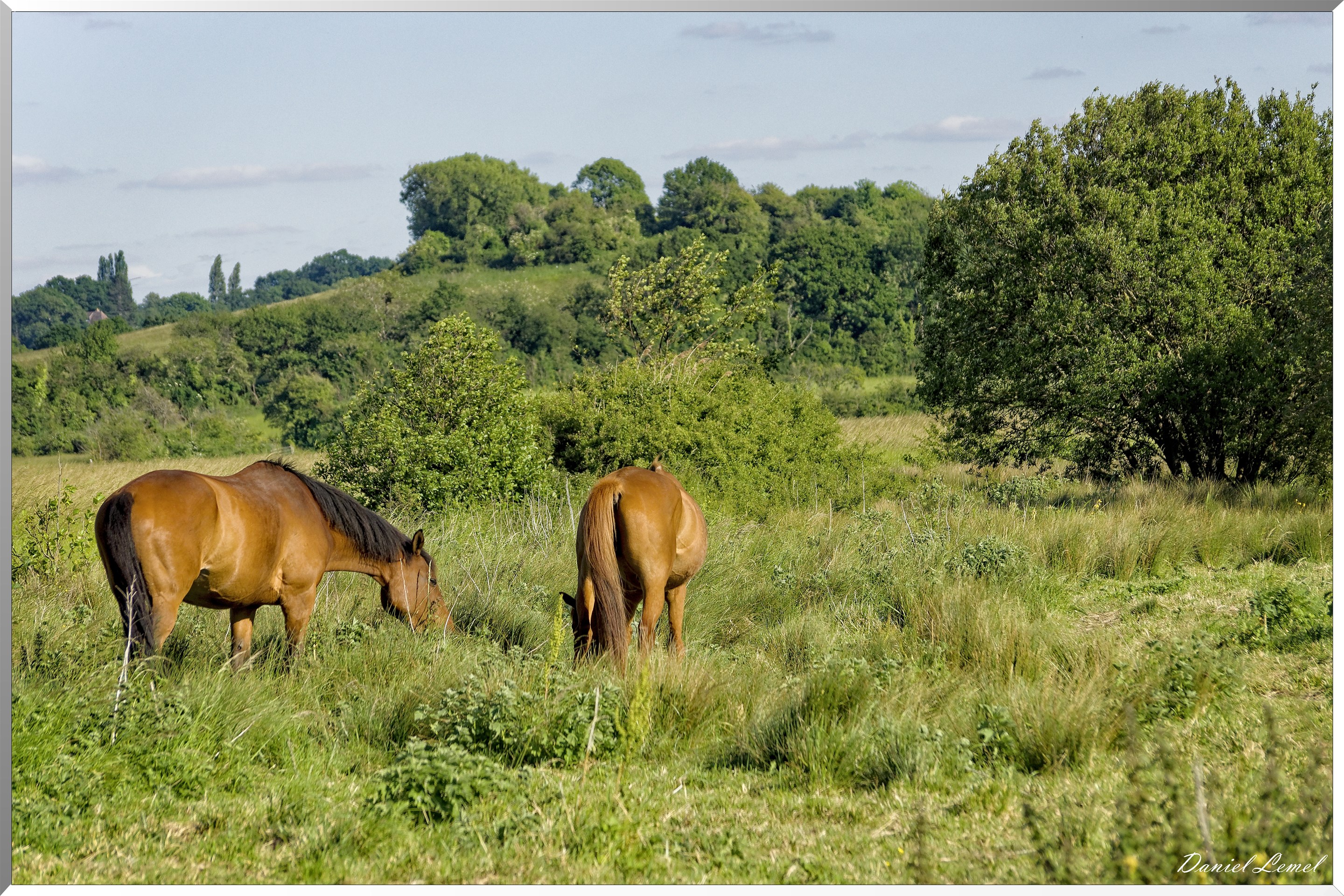 Chevaux