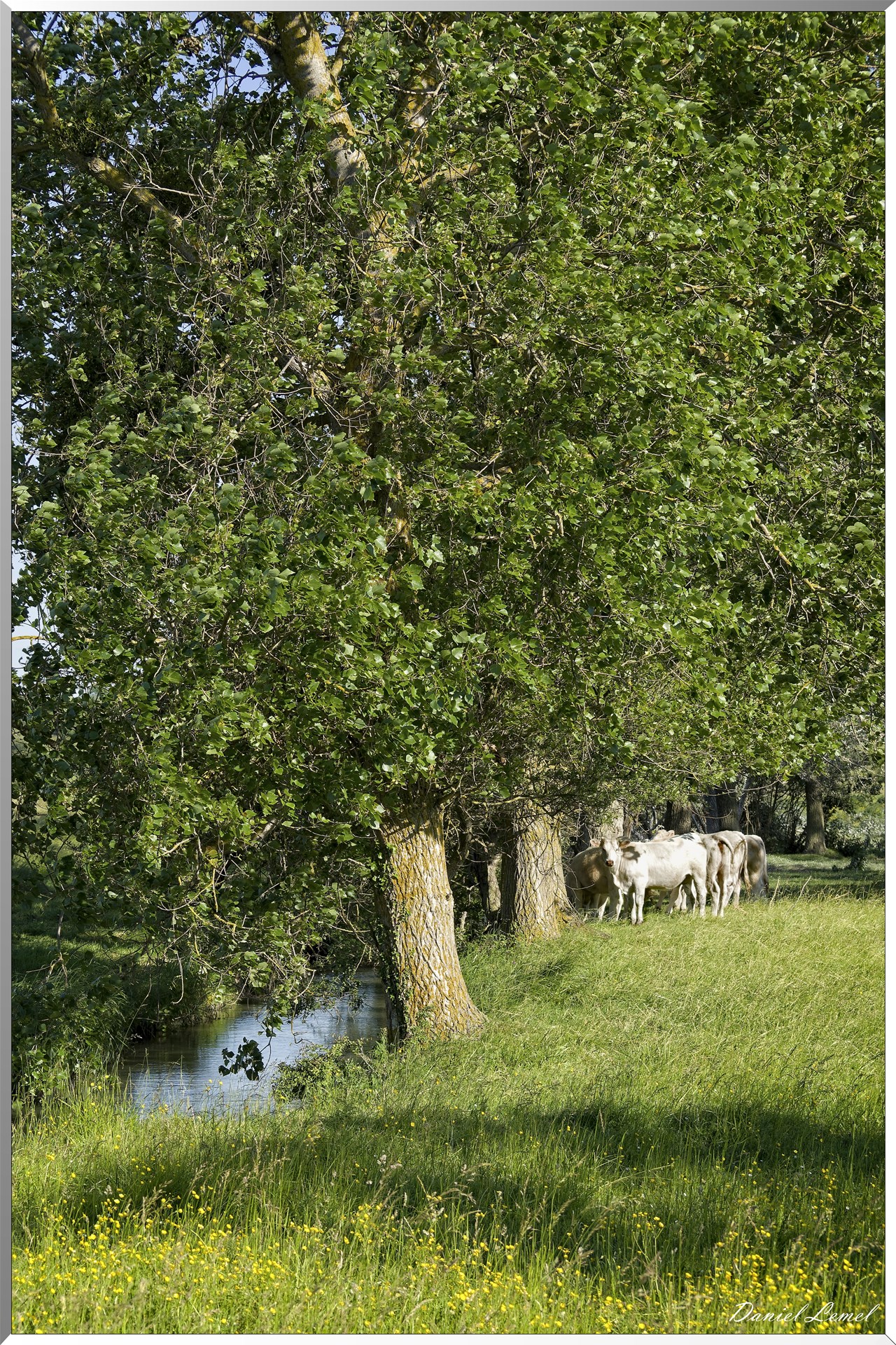 Vaches