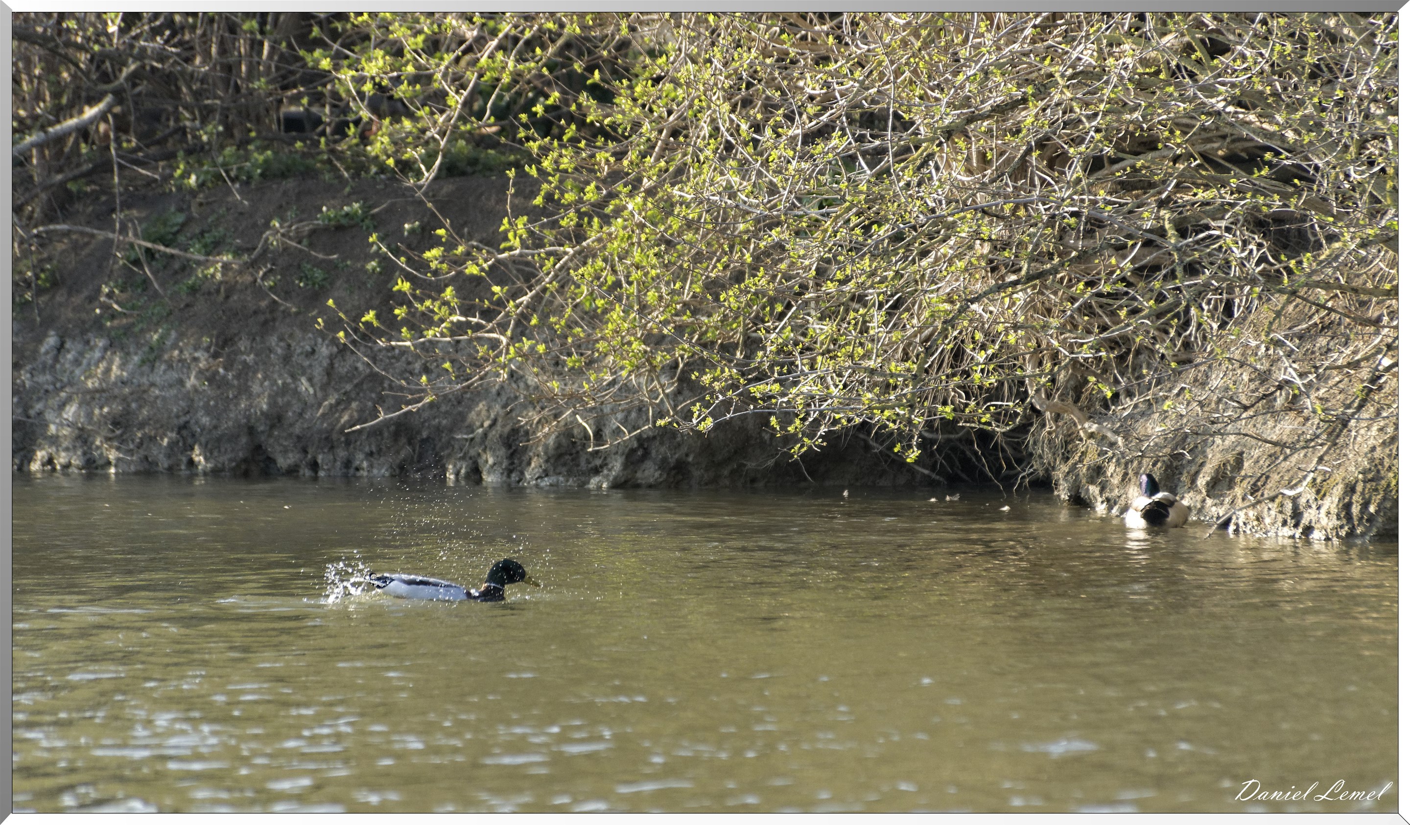 Canard col vert