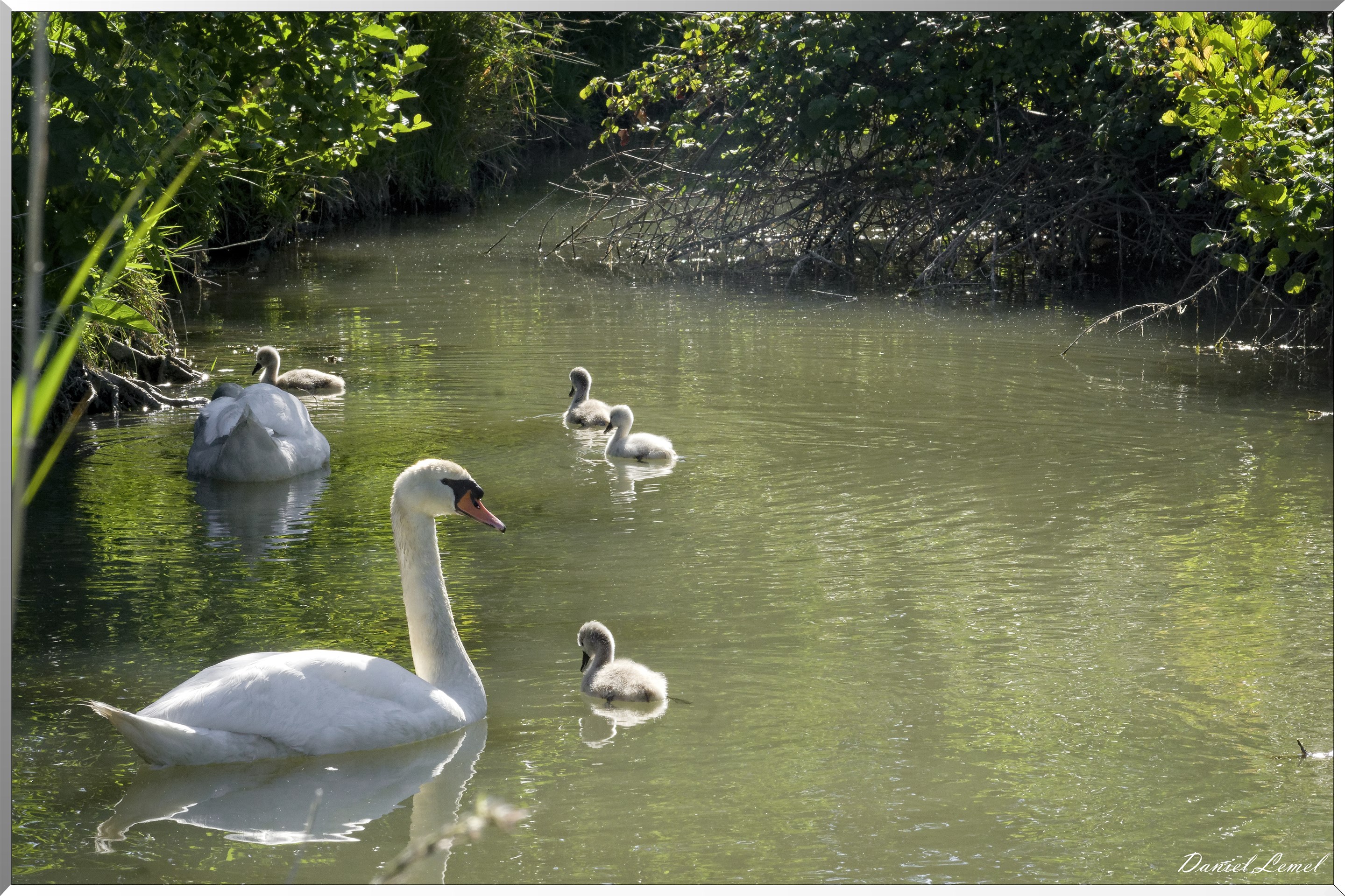 Famille cygnes