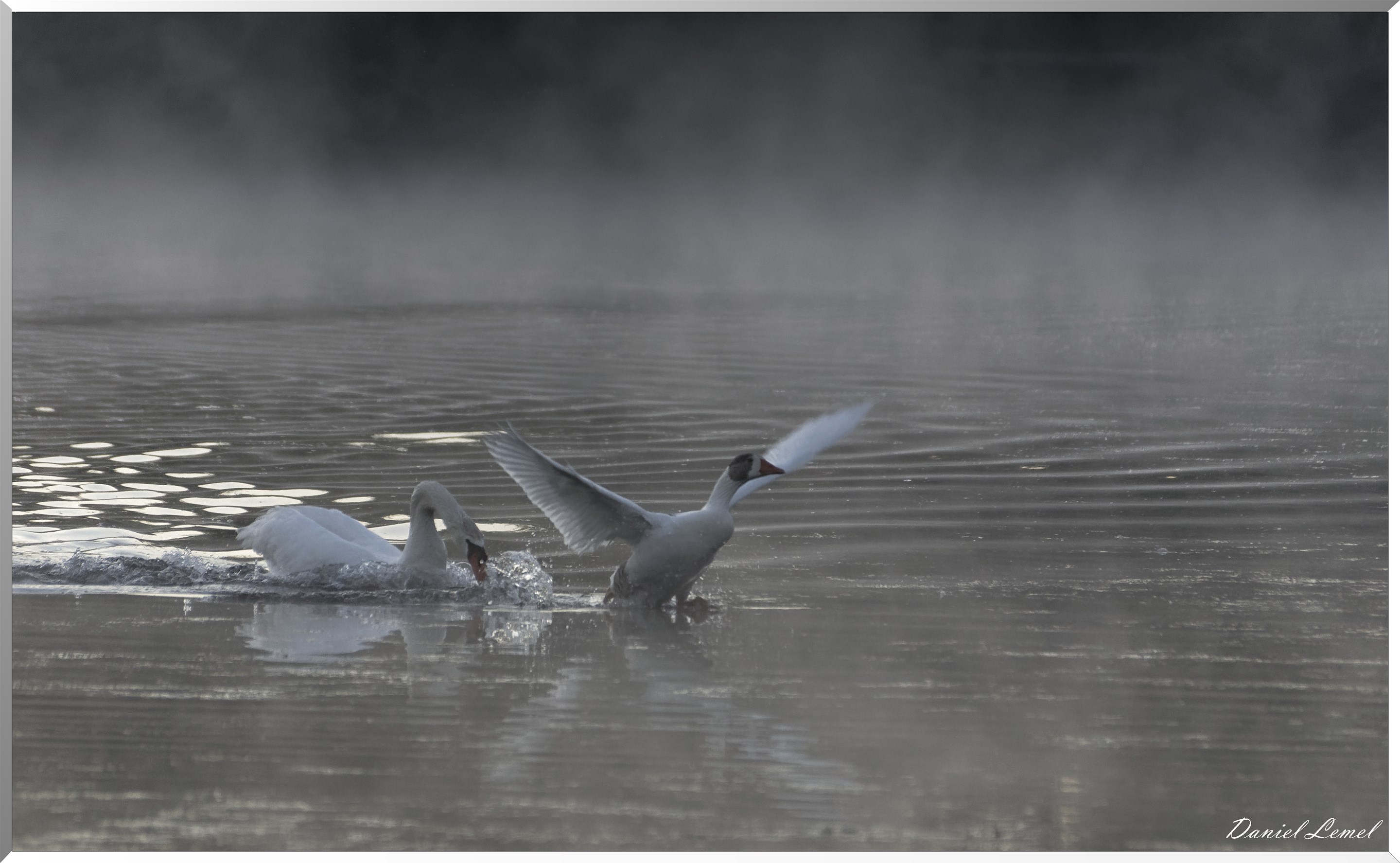Chasse au canard
