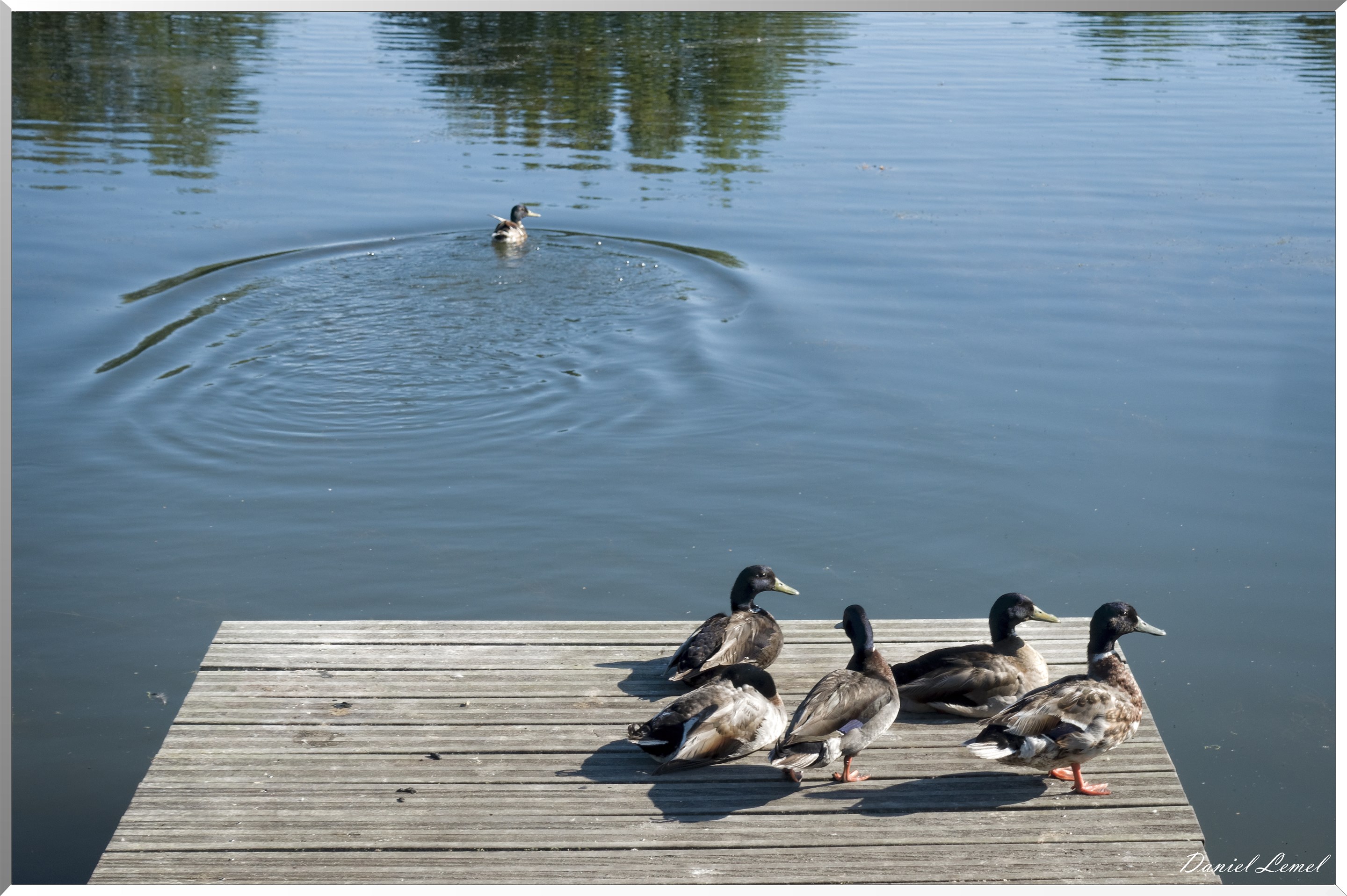 Canards