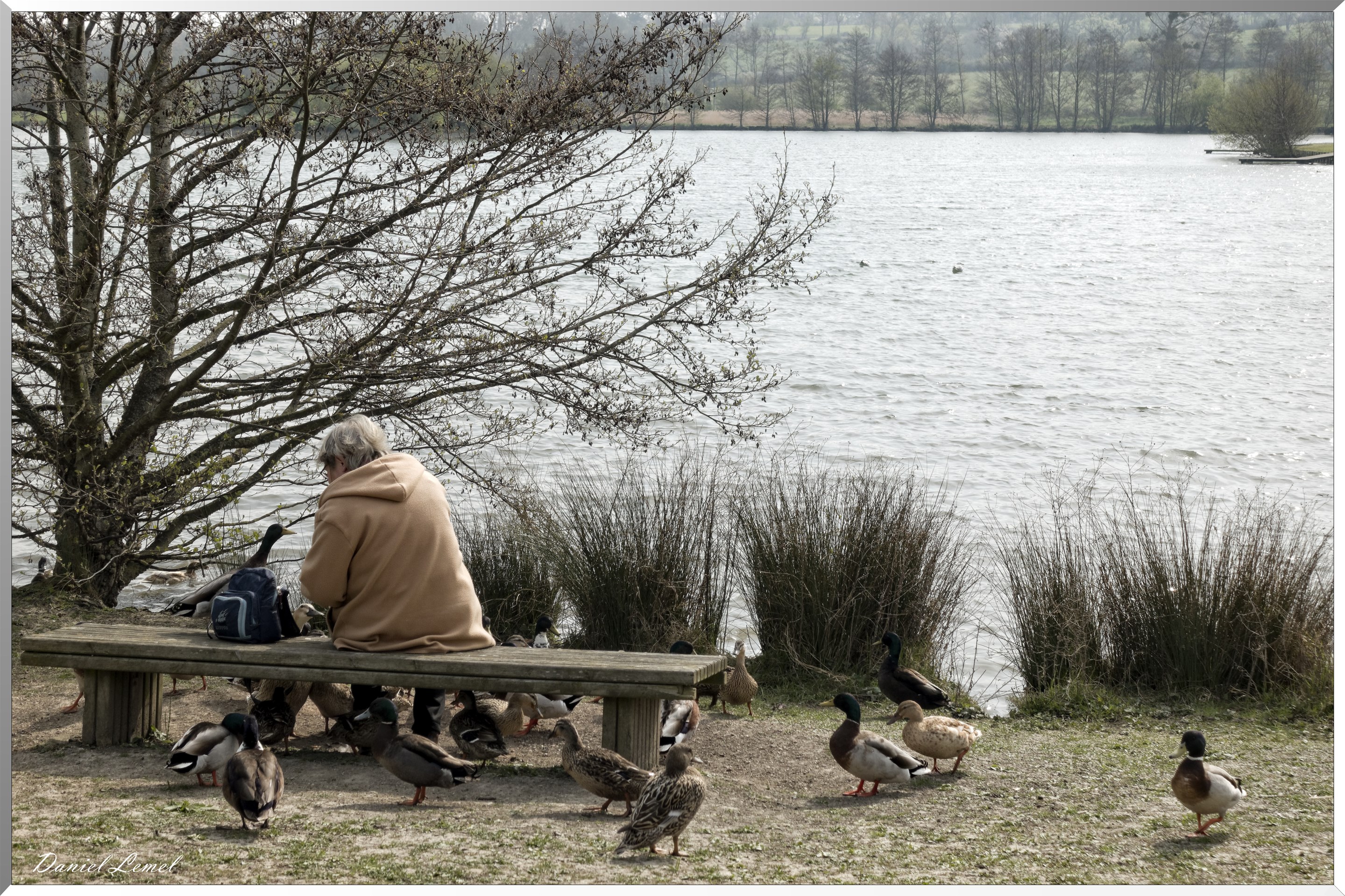 Canards