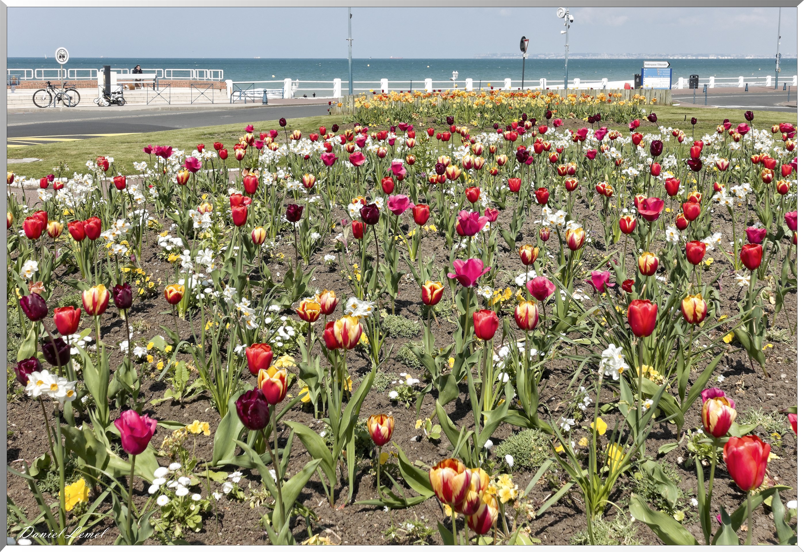 Massif de fleurs