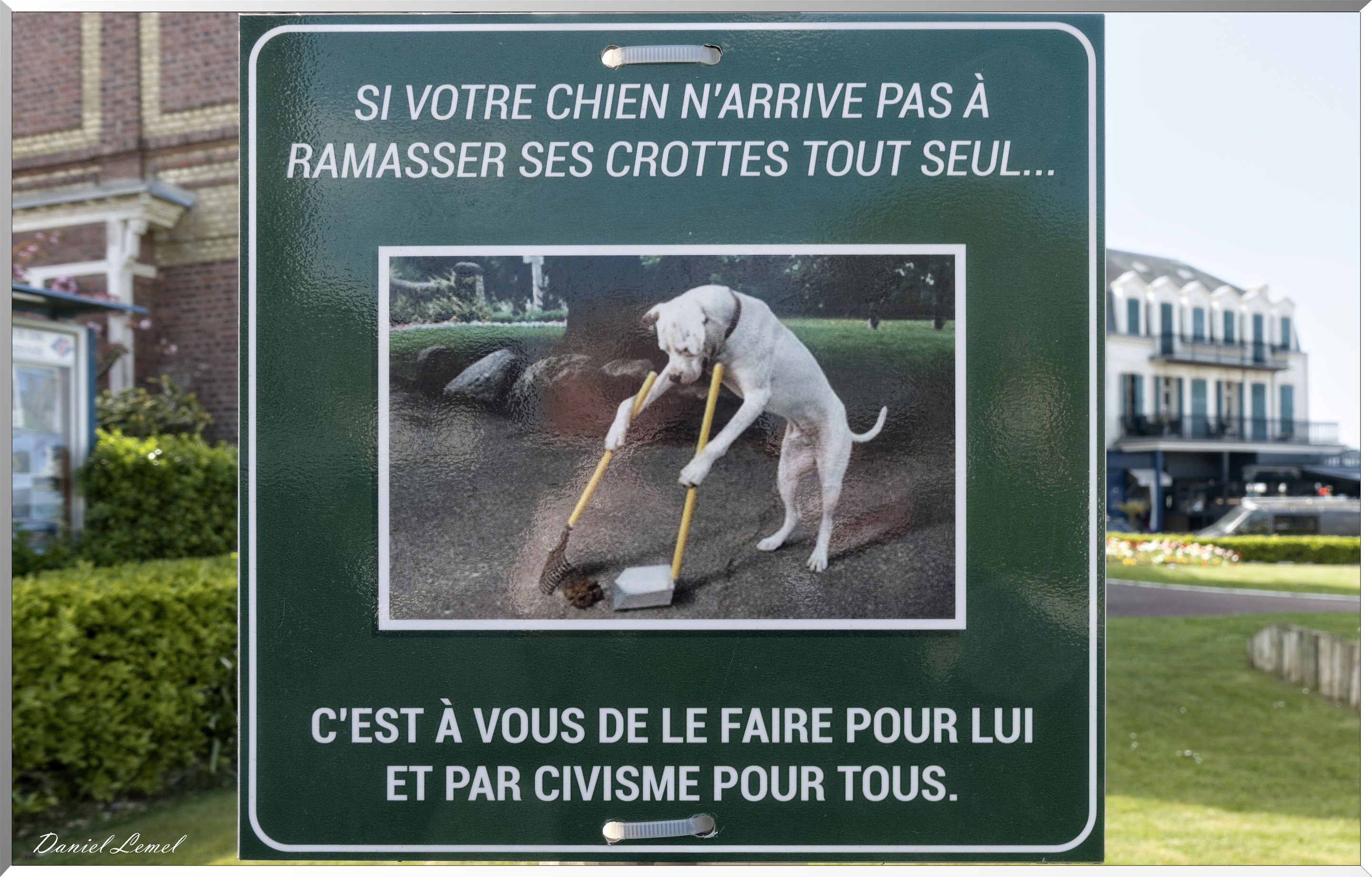 Chien
