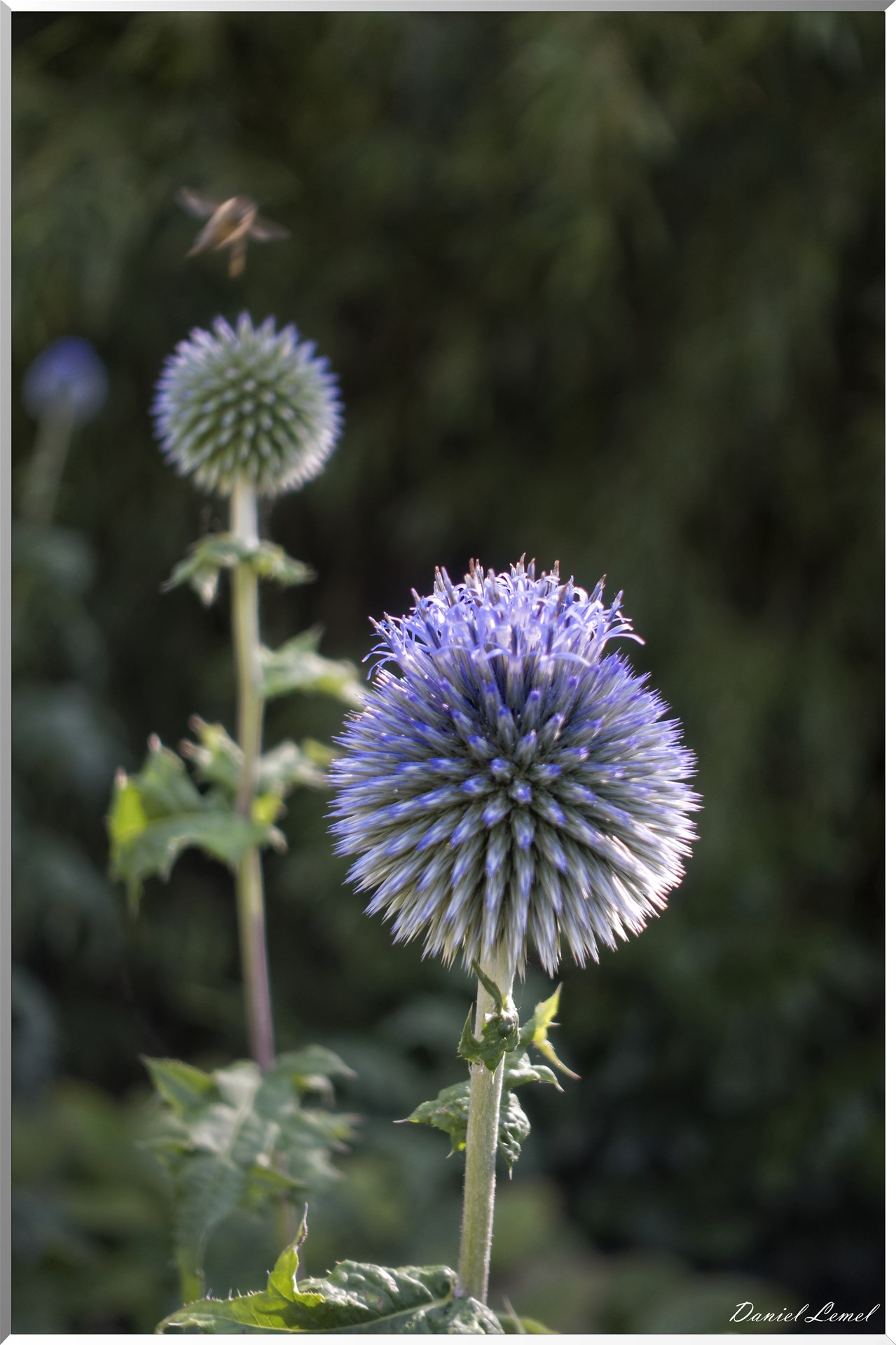 Jardins du Pays d'Auge