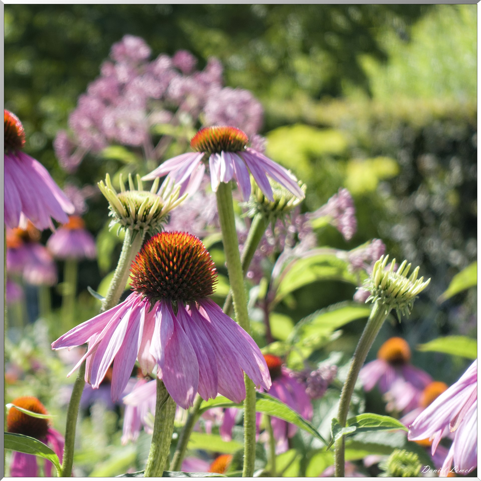 Jardins du Pays d'Auge