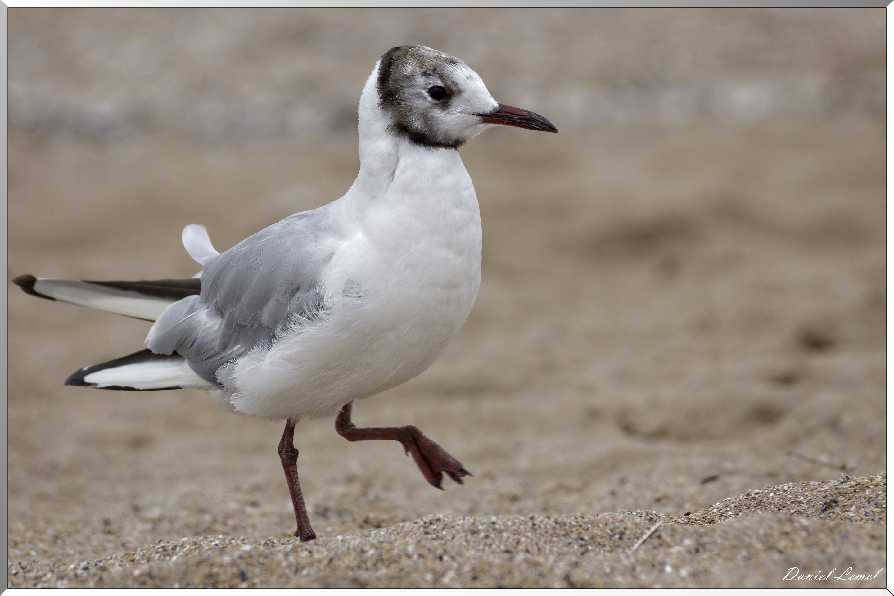Mouette