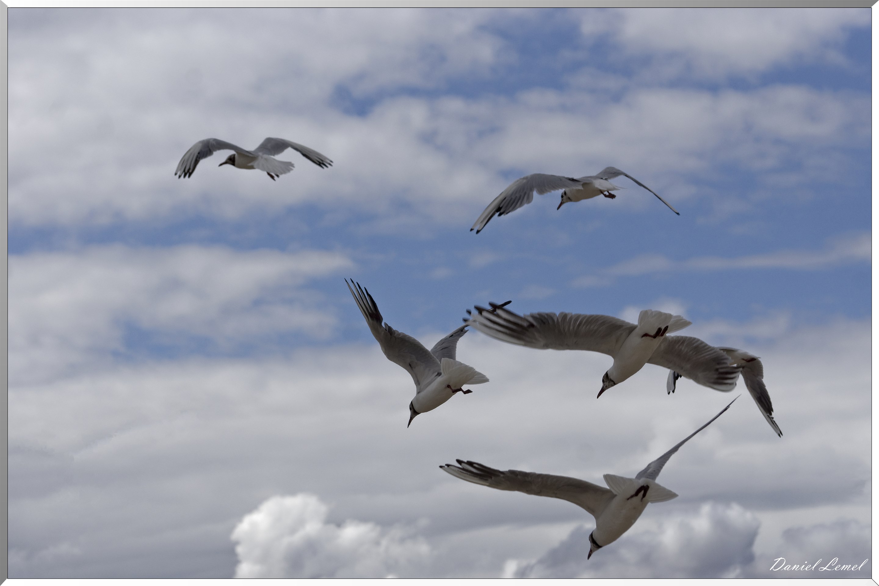 Mouettes en vol