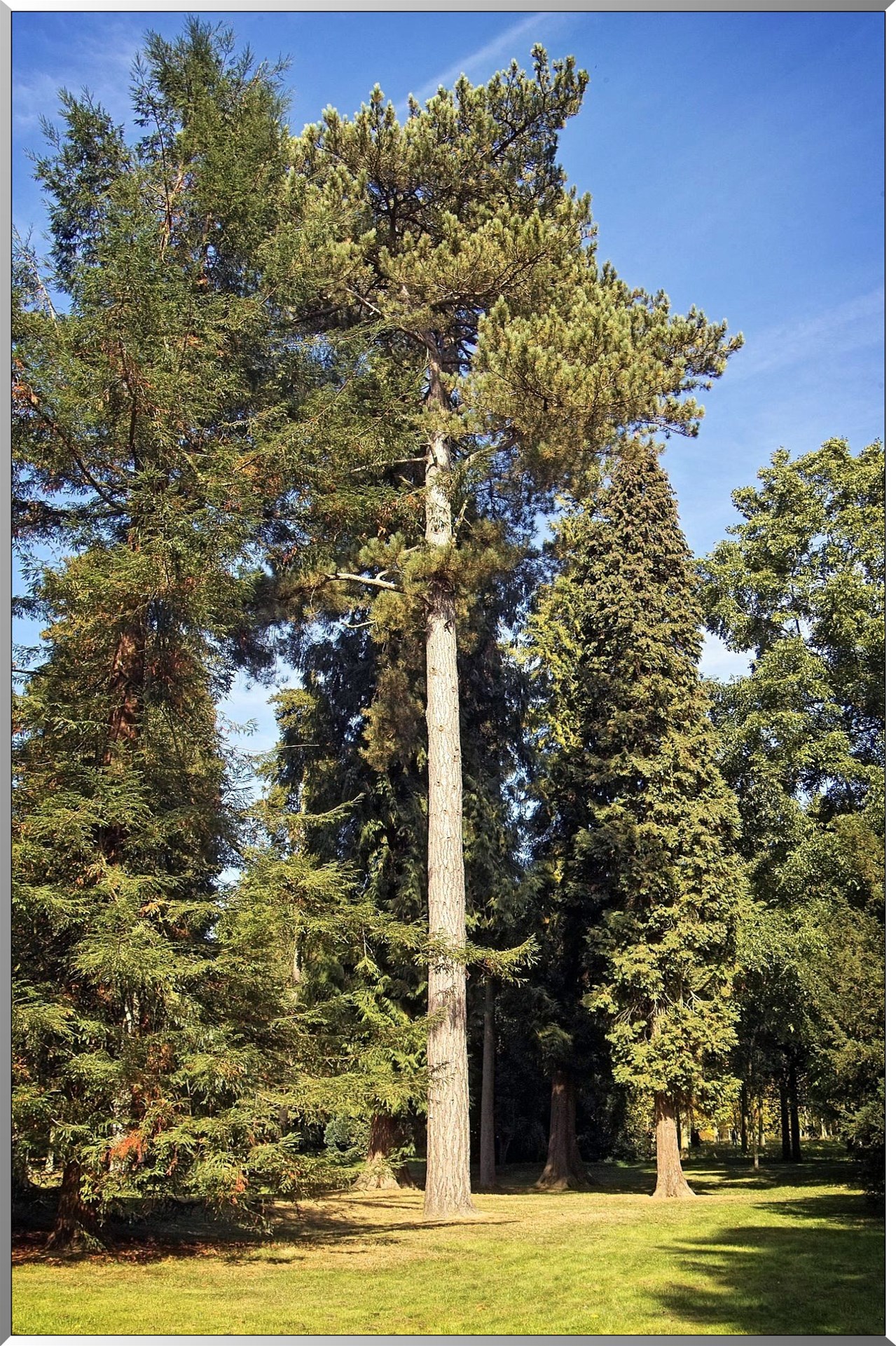 Arborétum