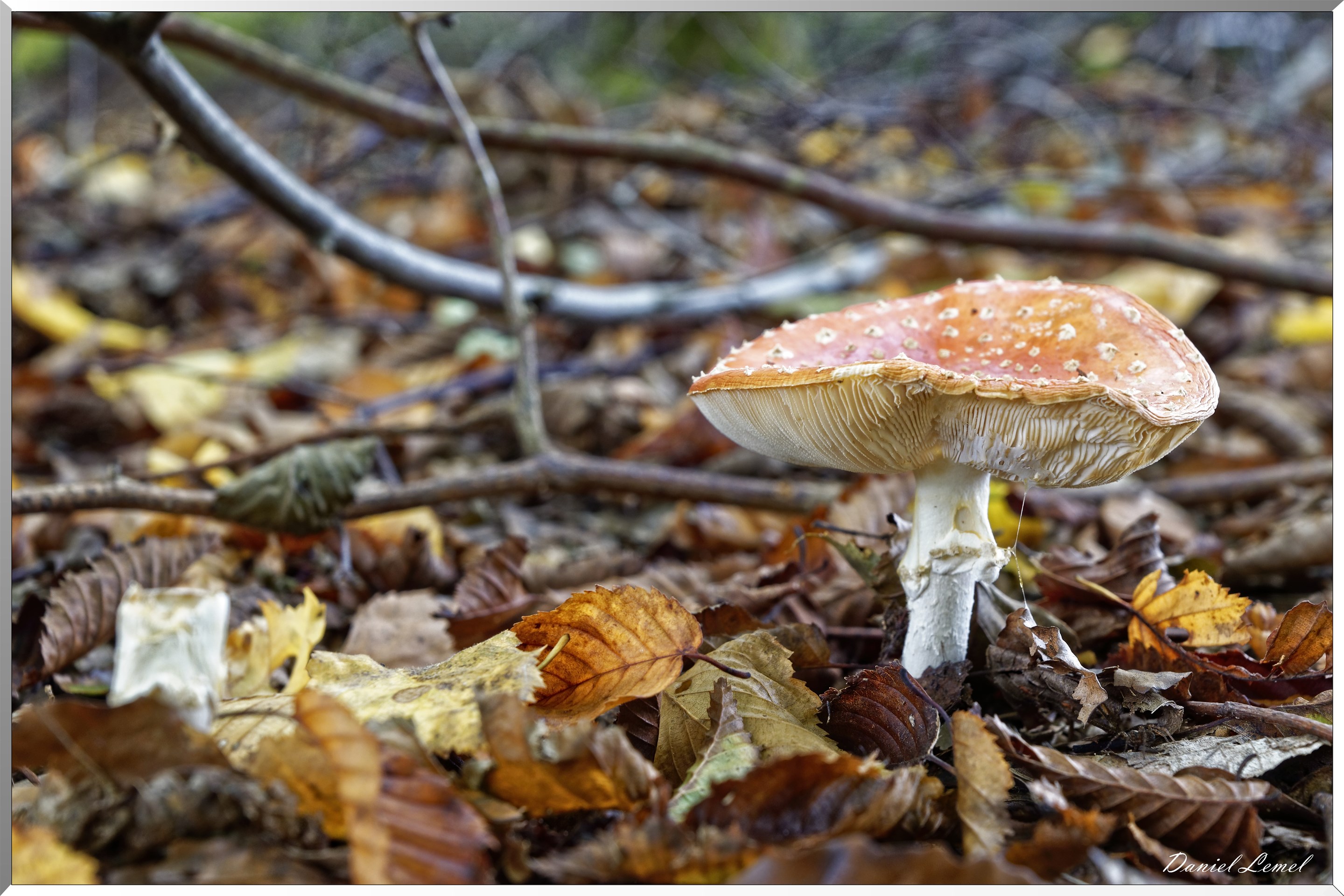 Anamite tue-mouches