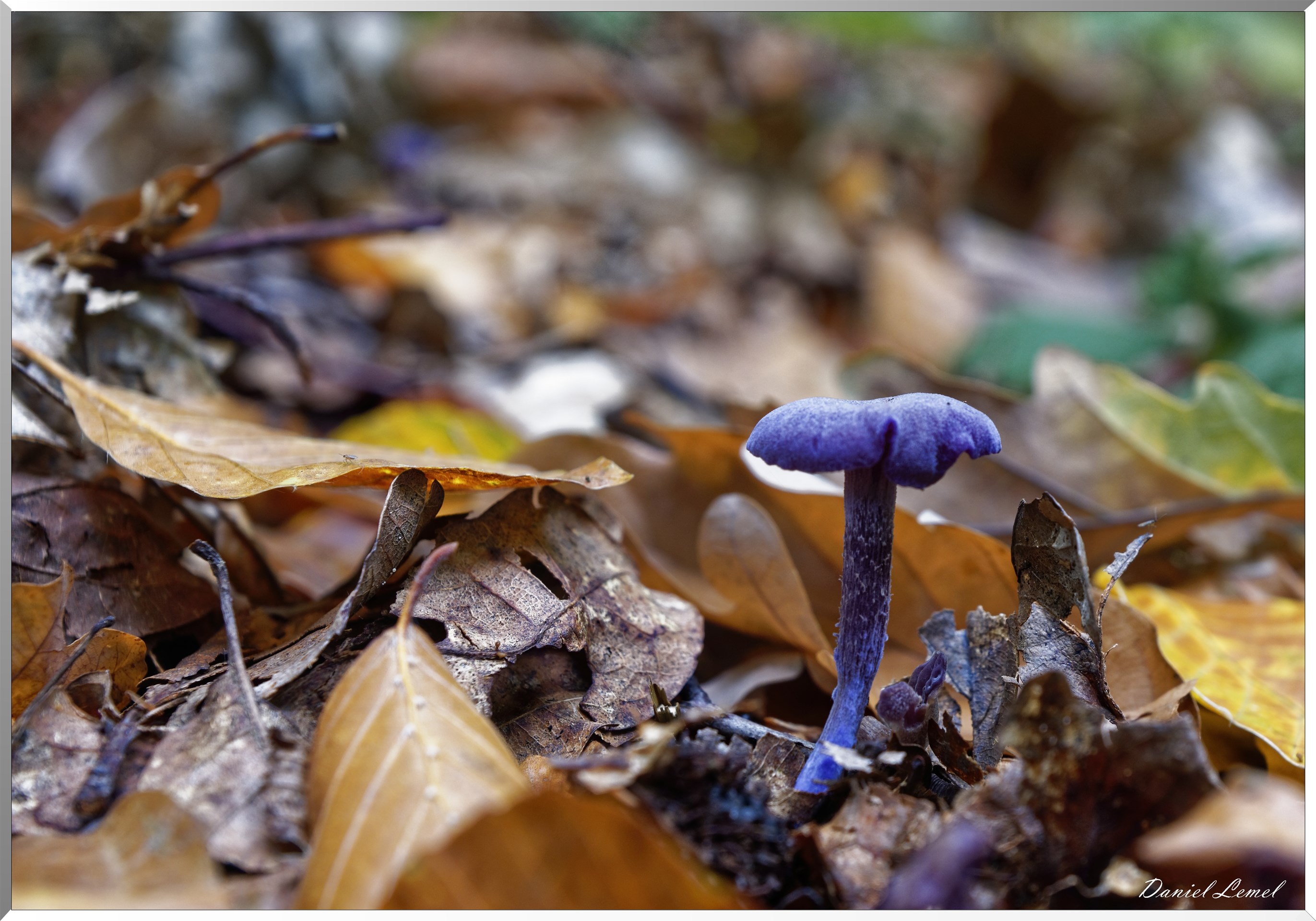 Cortinaire violet