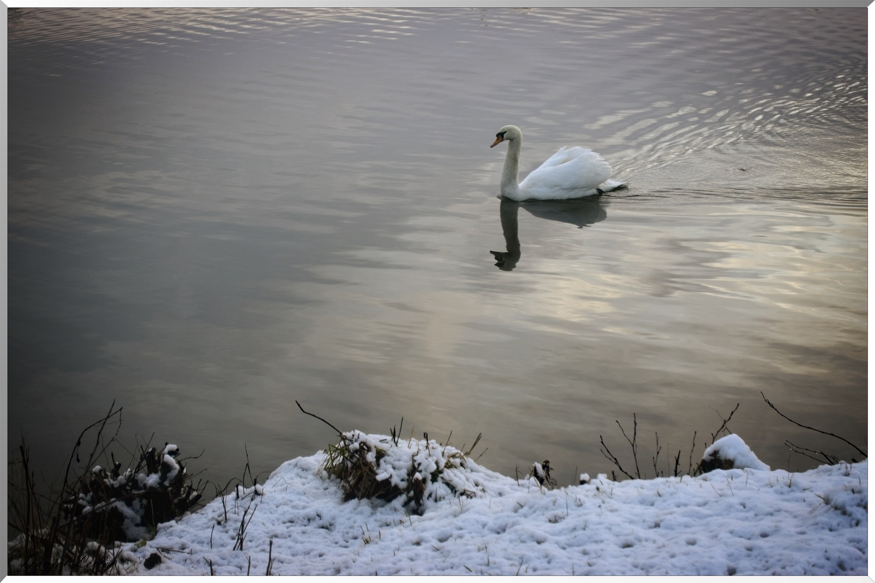 Cygne