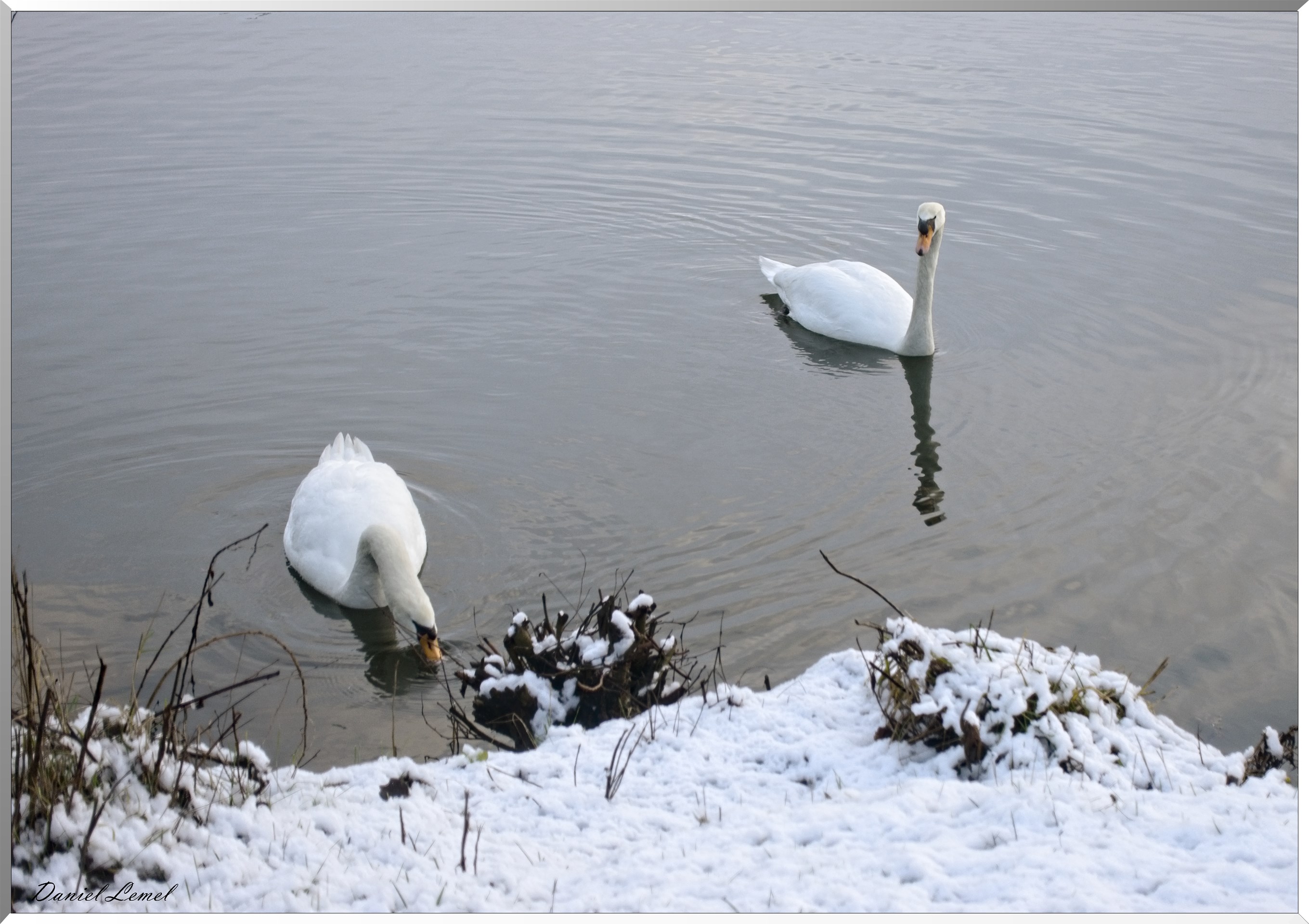 Cygnes