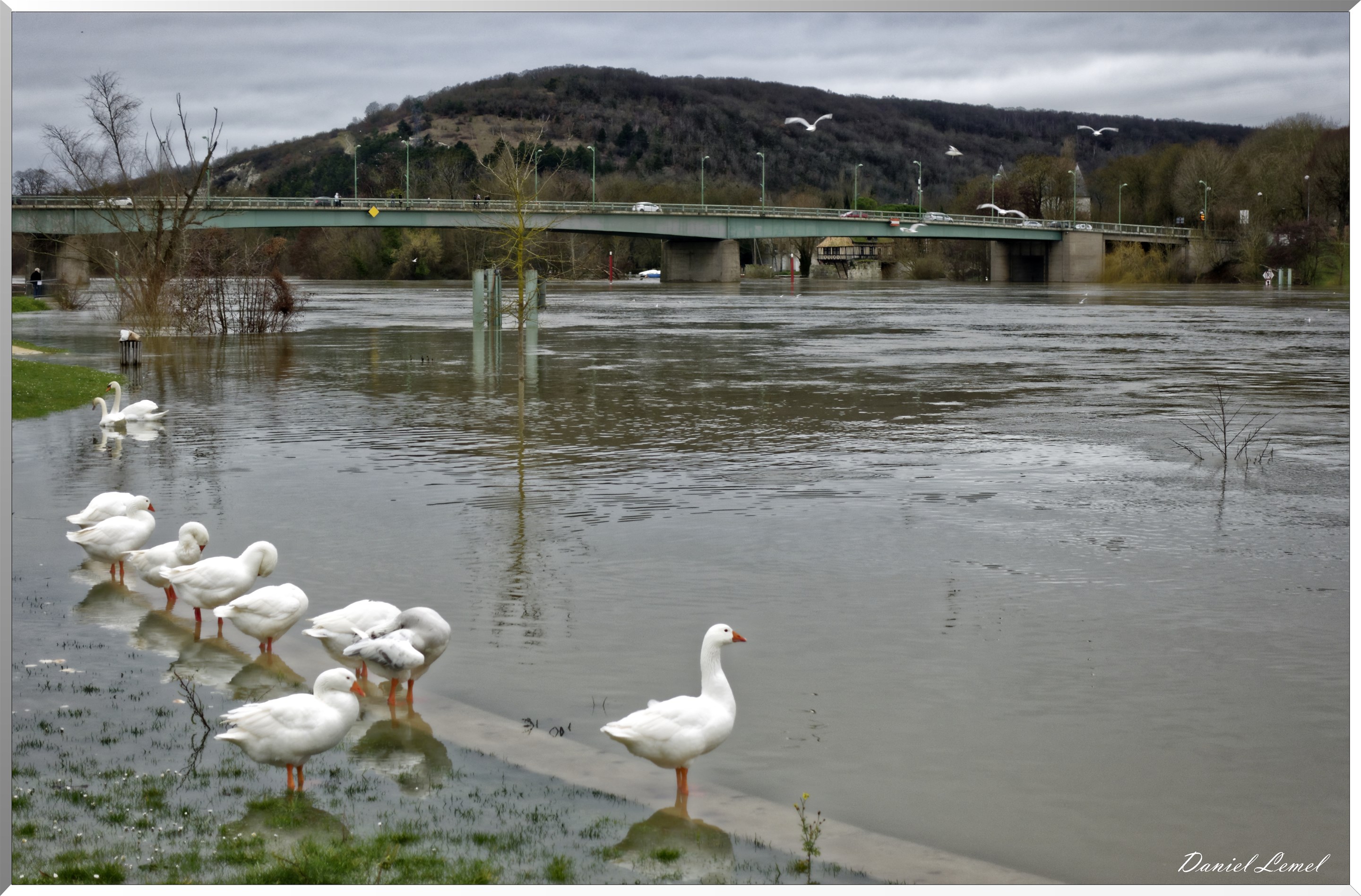 Bord de seine à Vernon - Oies