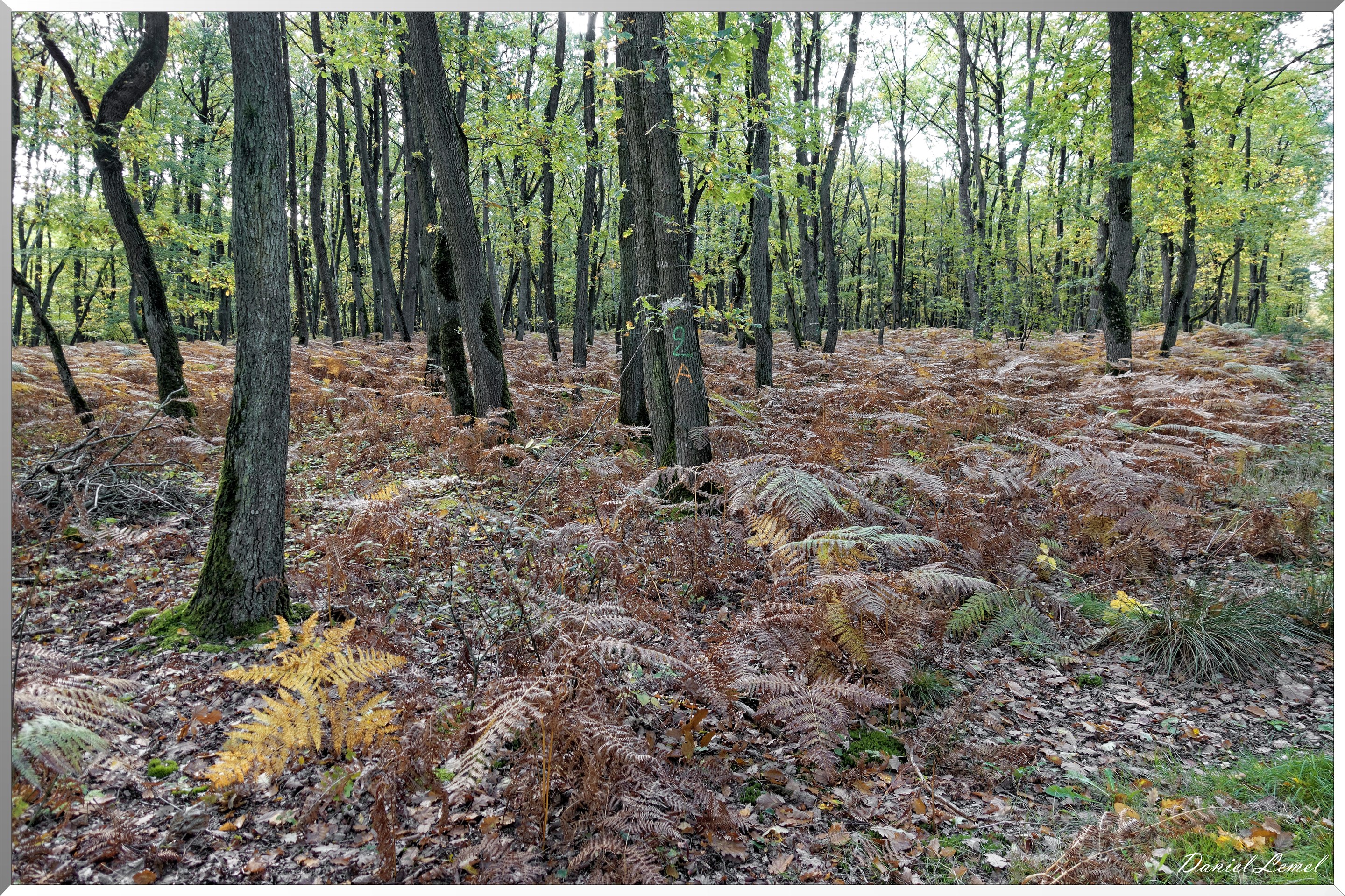 Bois de Brillehaut à l'Automne