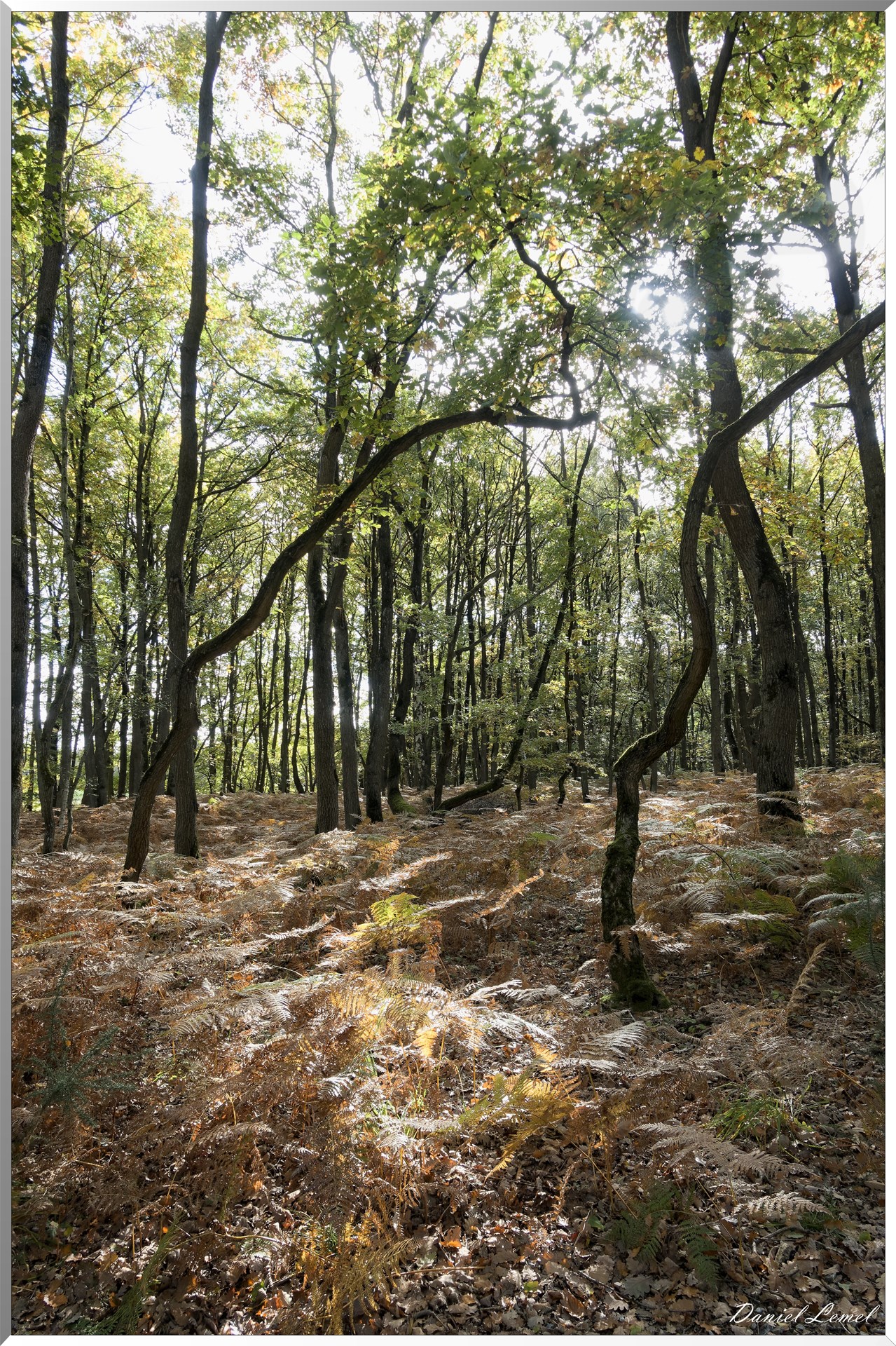 Bois de Brillehaut à l'Automne